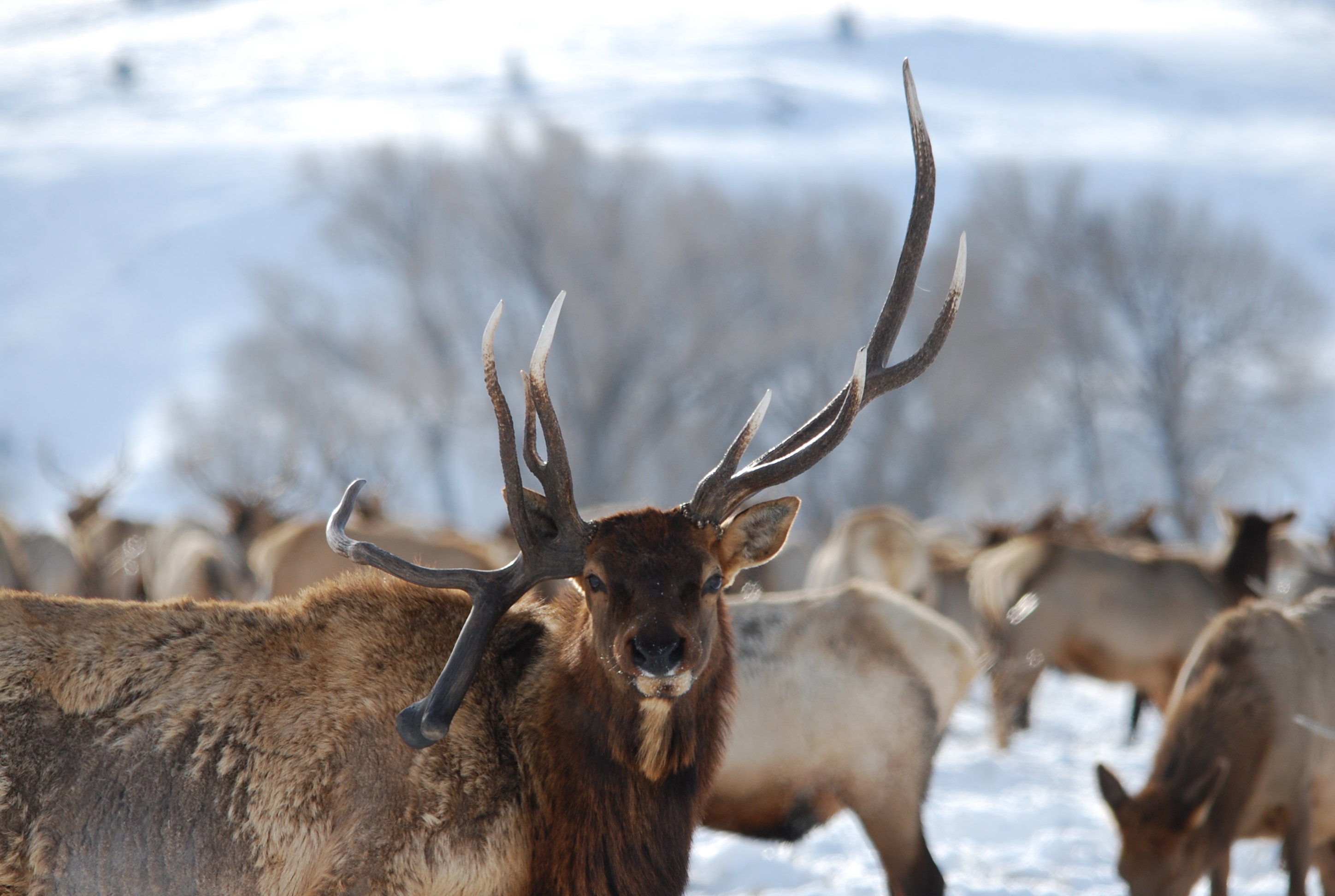 Elk with unusual antlers at the National Elk Refuge