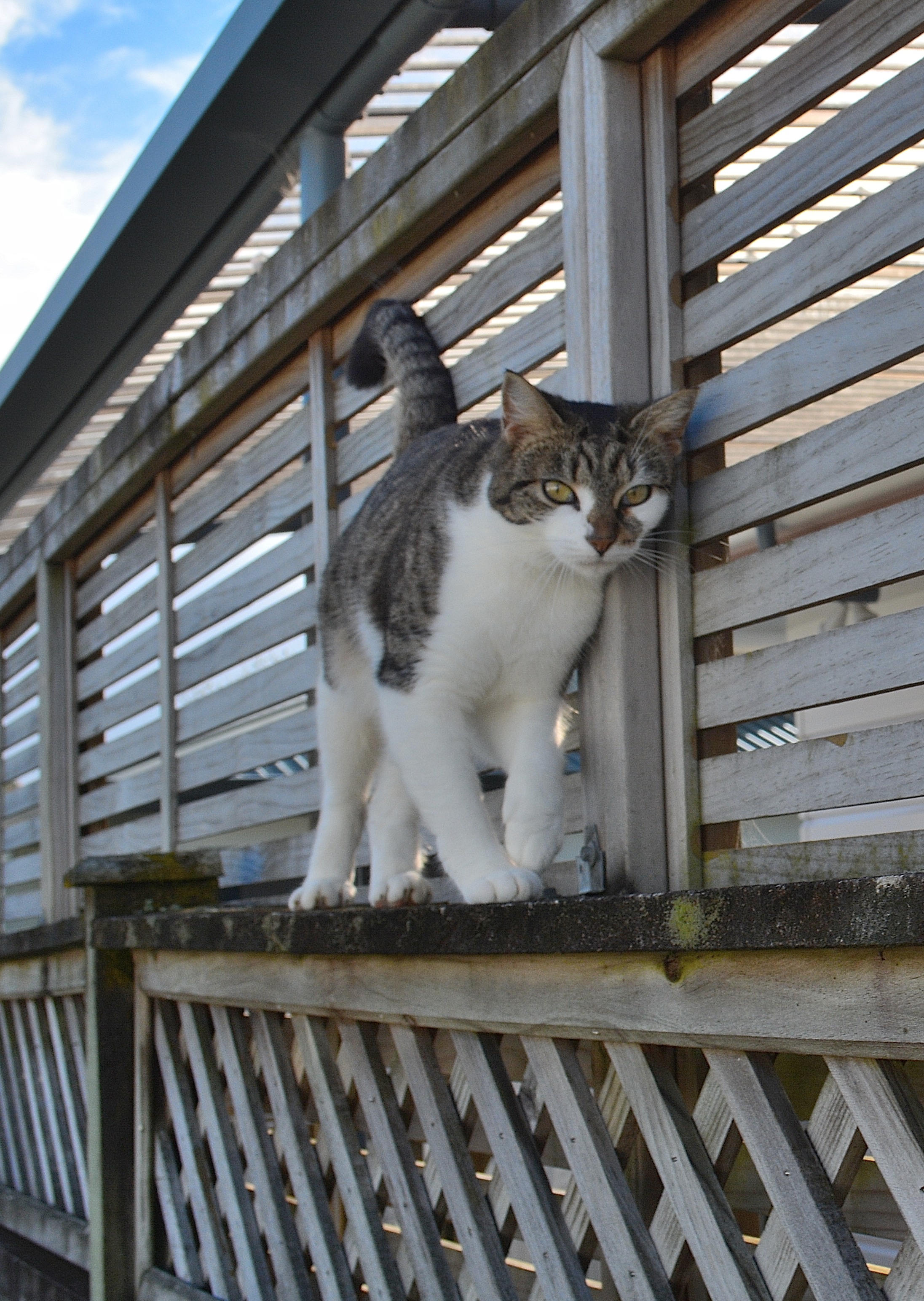 Ellie on the fence. (35518974410)