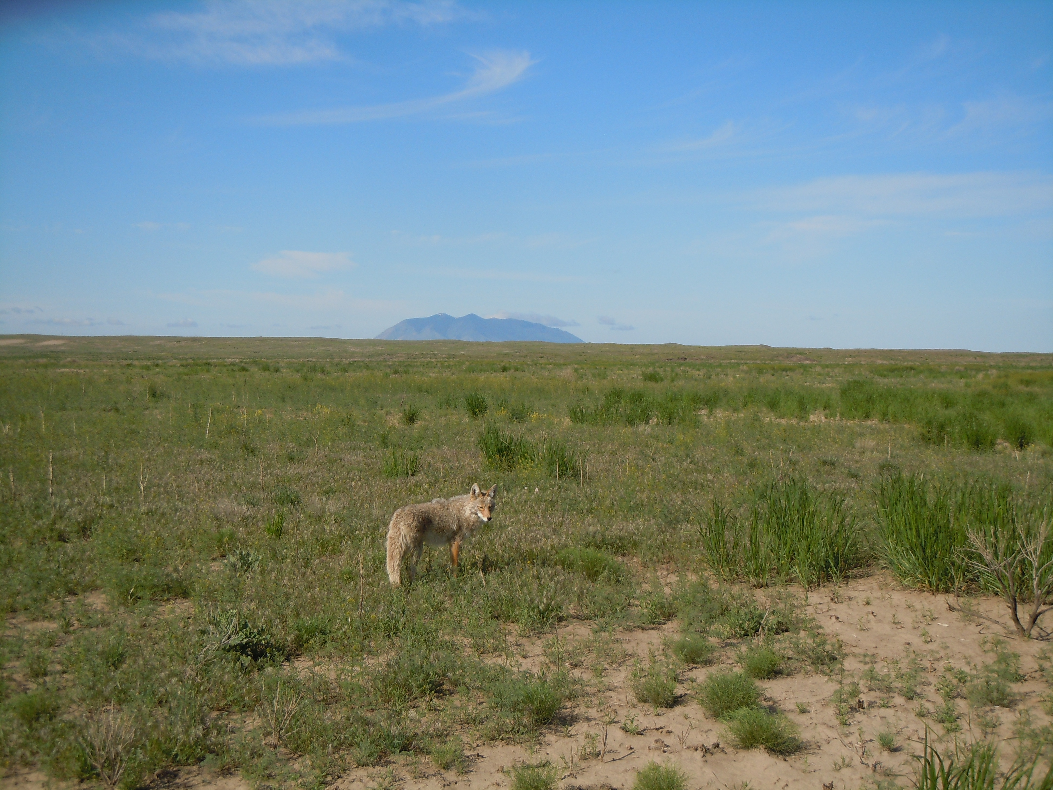 Elymus cinereus and coyote (5822822577)