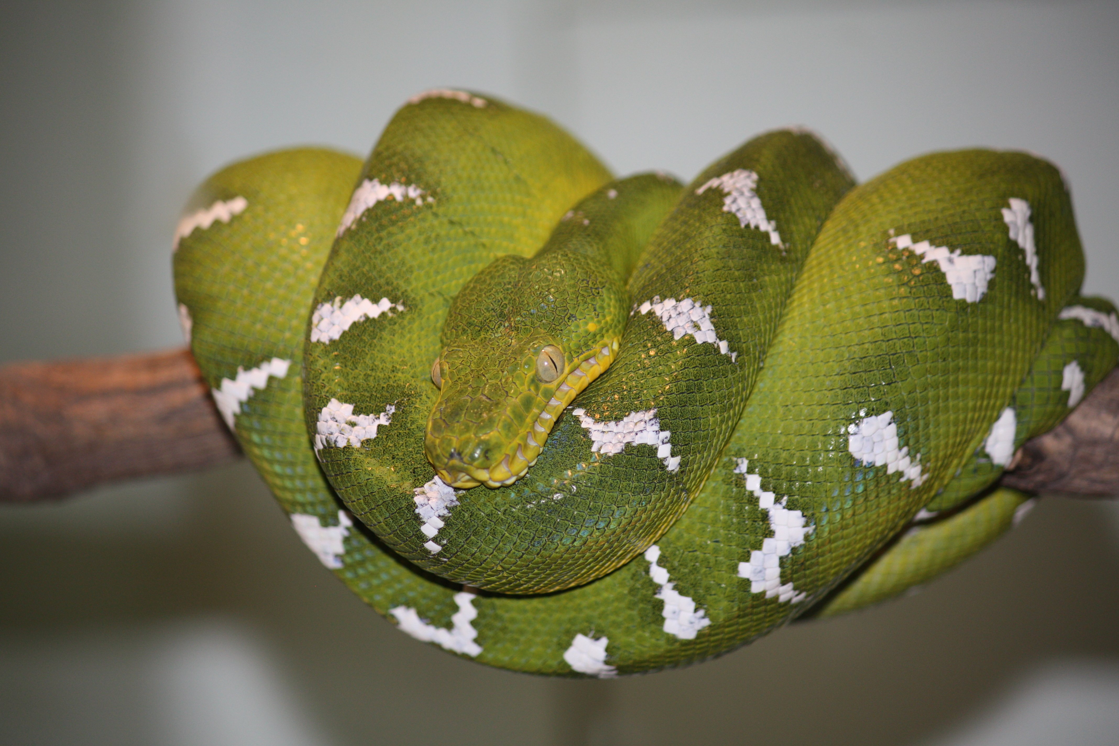 Emerald Tree Boa 003