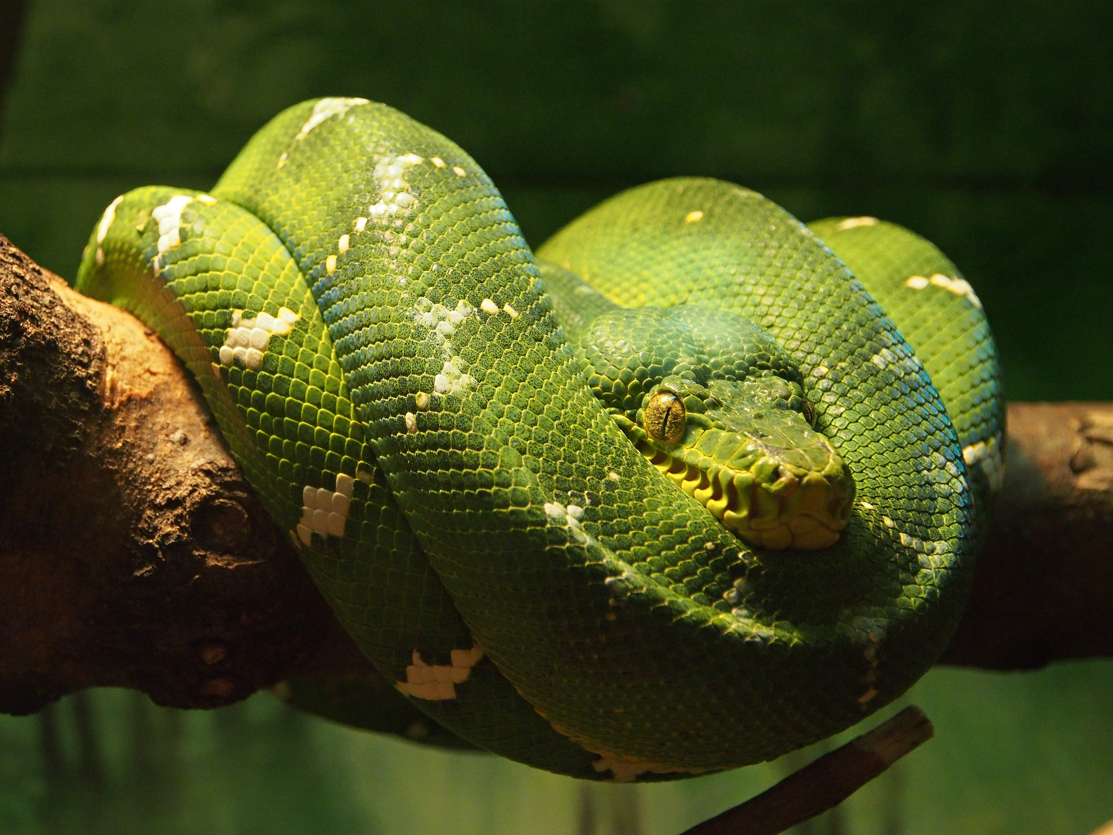 Emerald Tree Boa Corallus caninus
