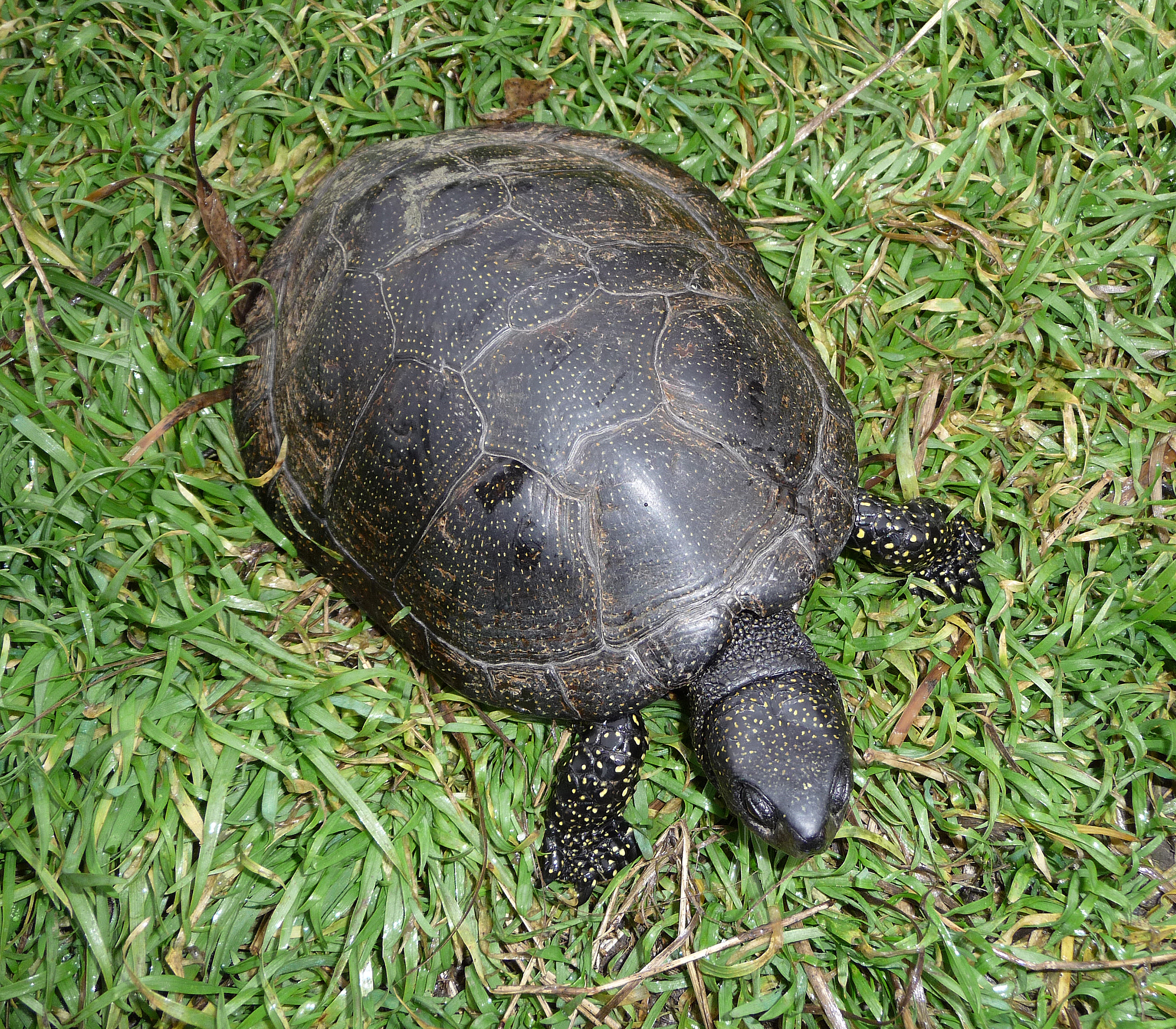 Emys orbicularis 2009 G1