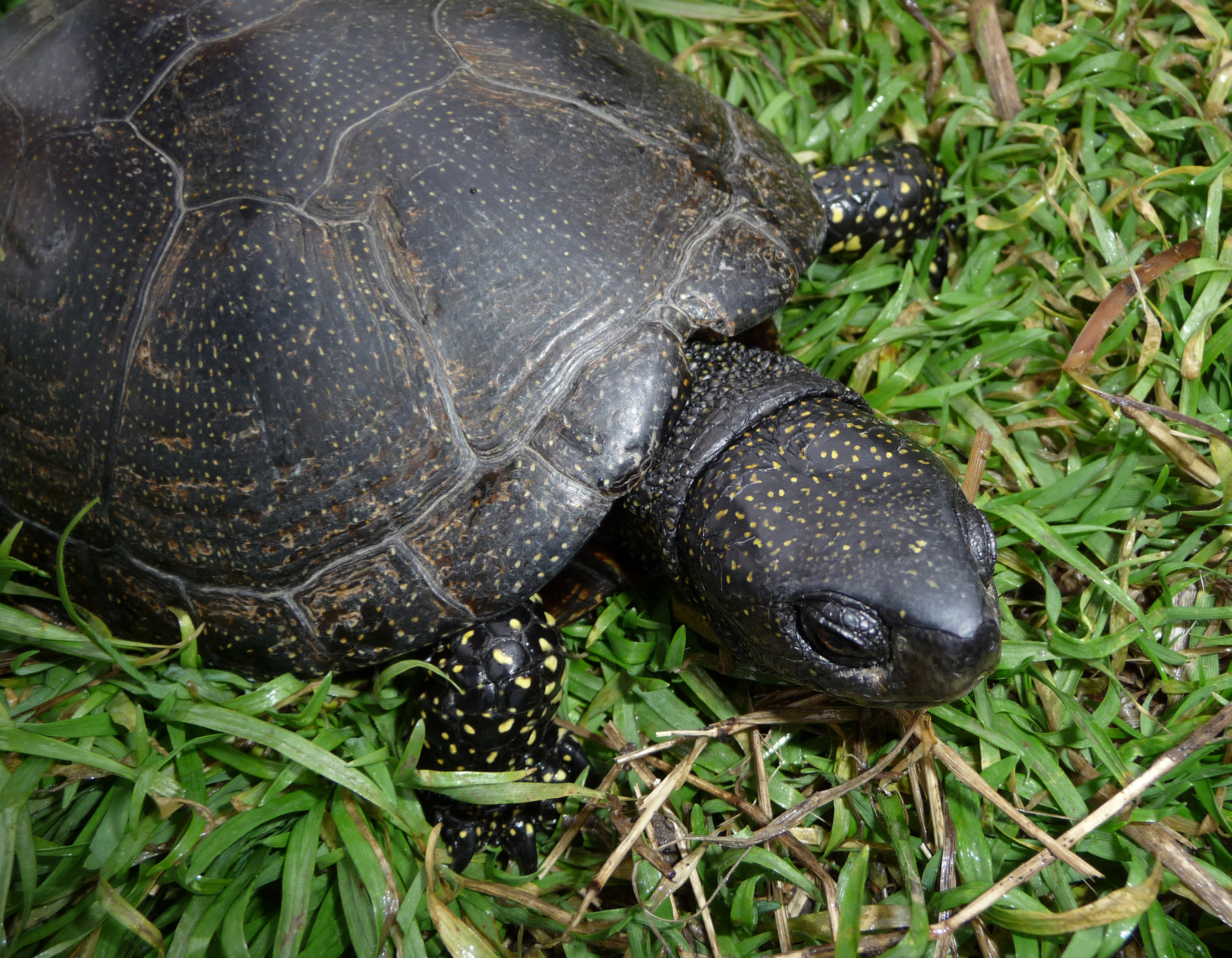 Emys orbicularis 2009 G2