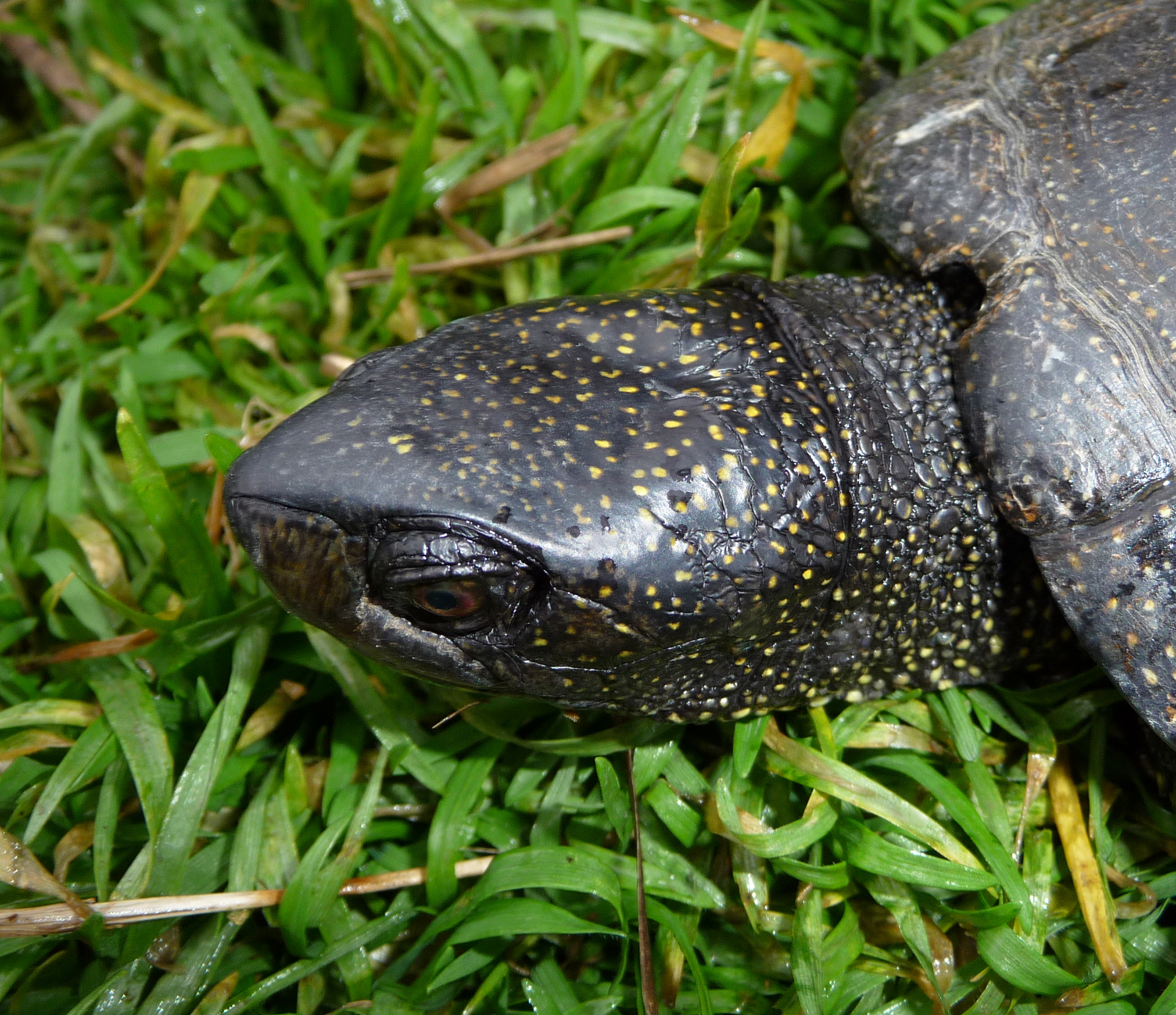 Emys orbicularis 2009 G3
