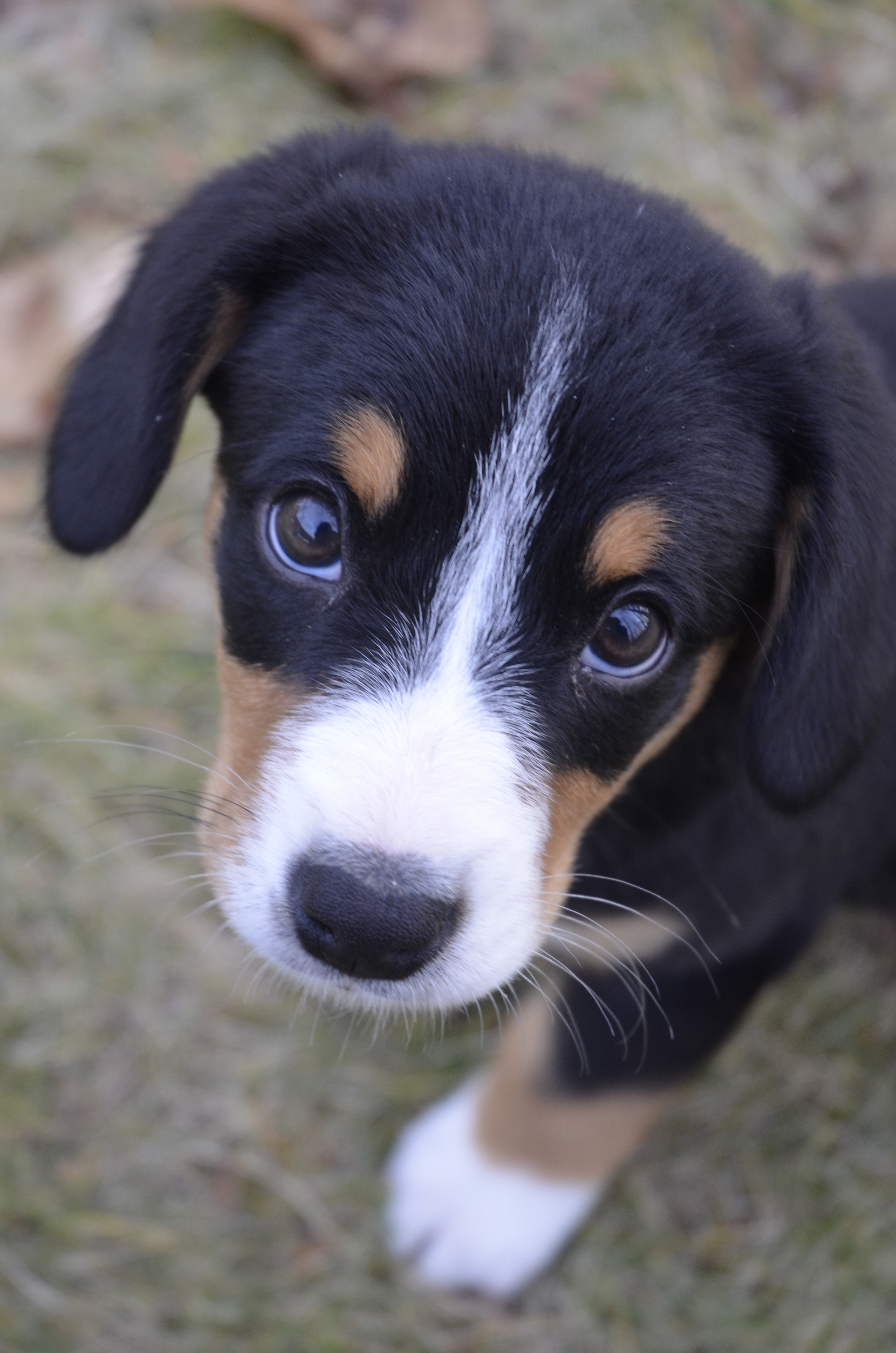 Entlebucher Puppy on lawn