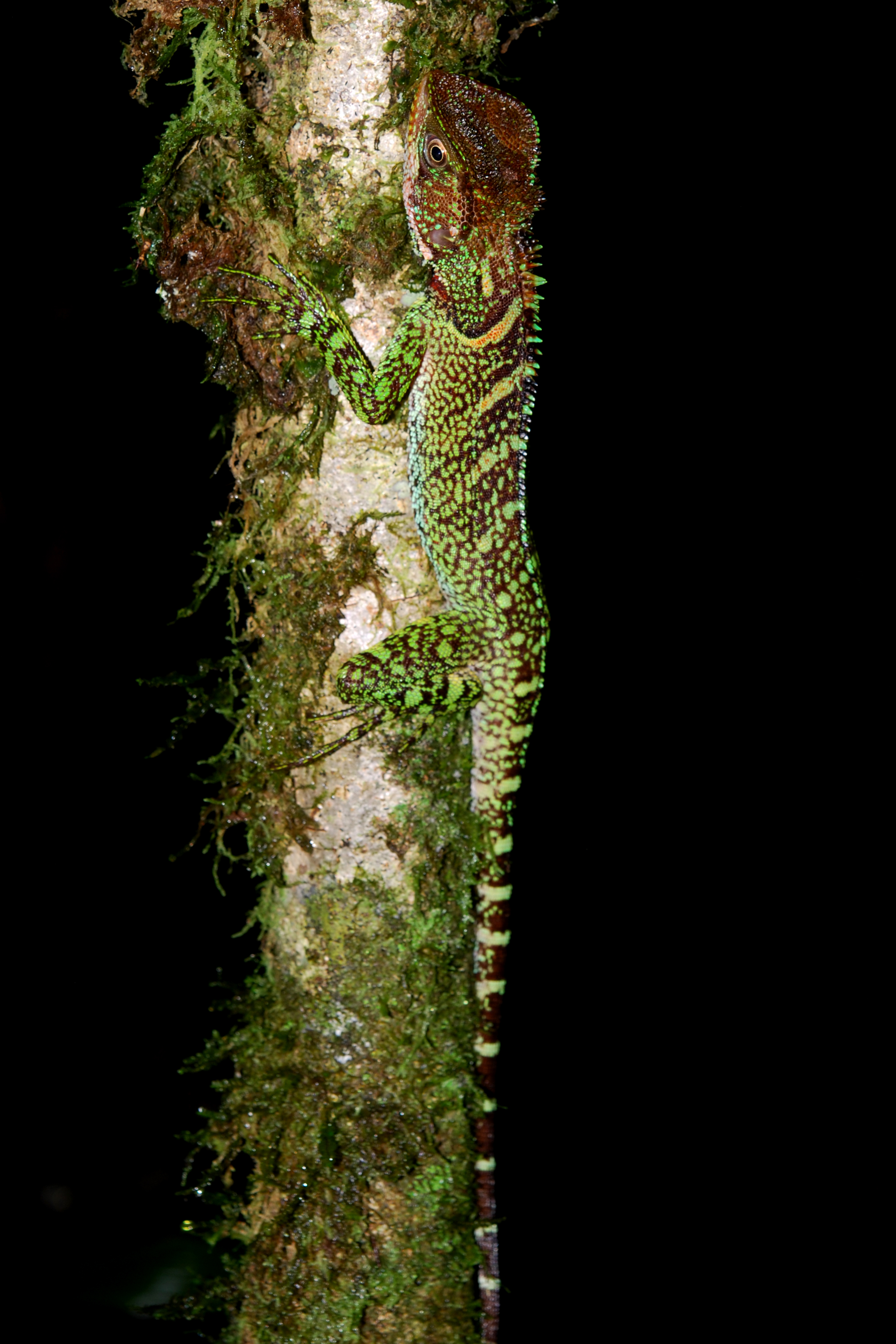 Enyalioides laticeps