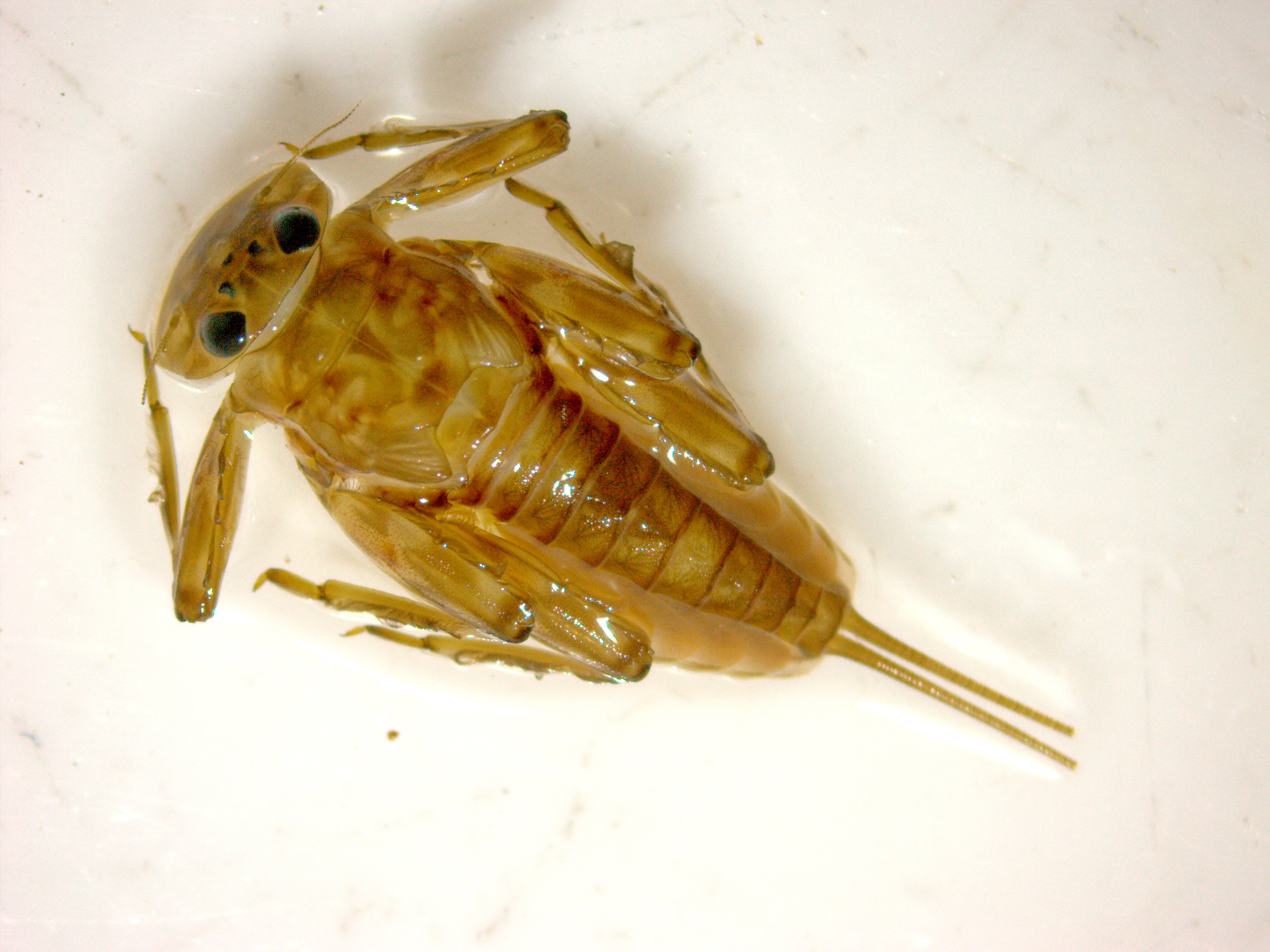 Epeorus sylvicola Lisinska1