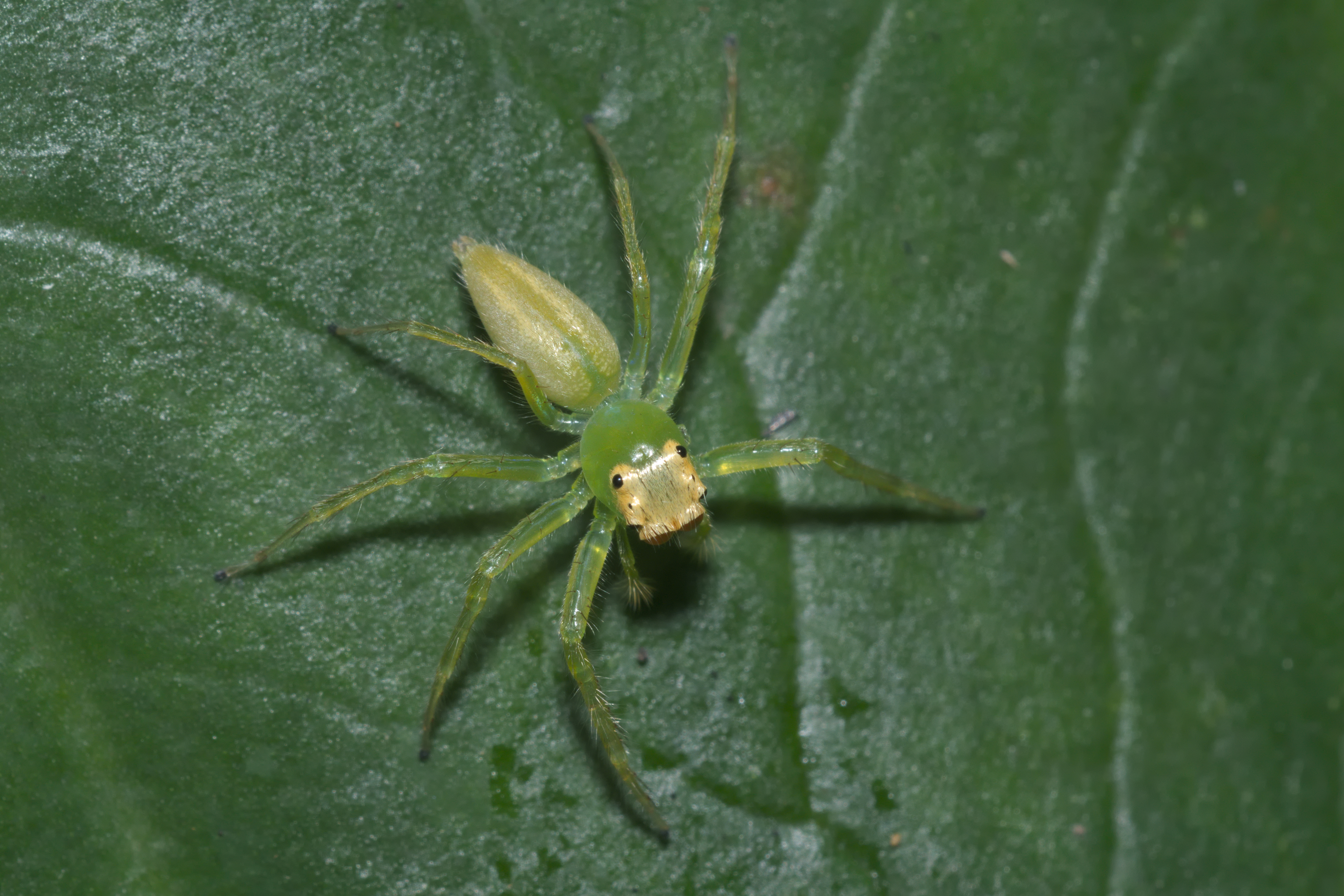 Epeus-Kadavoor-2016-04-05-002