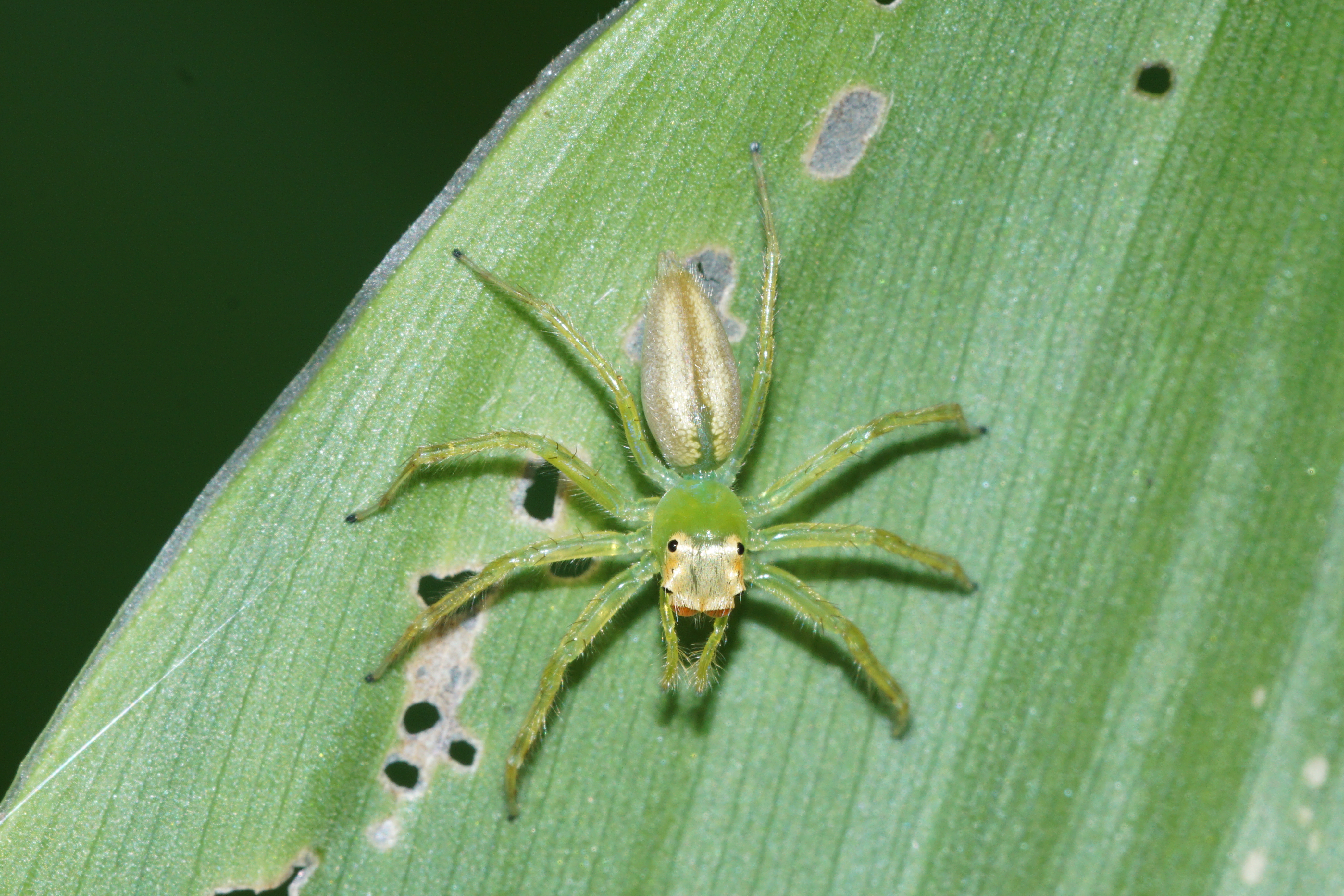 Epeus flavobilineatus 03832