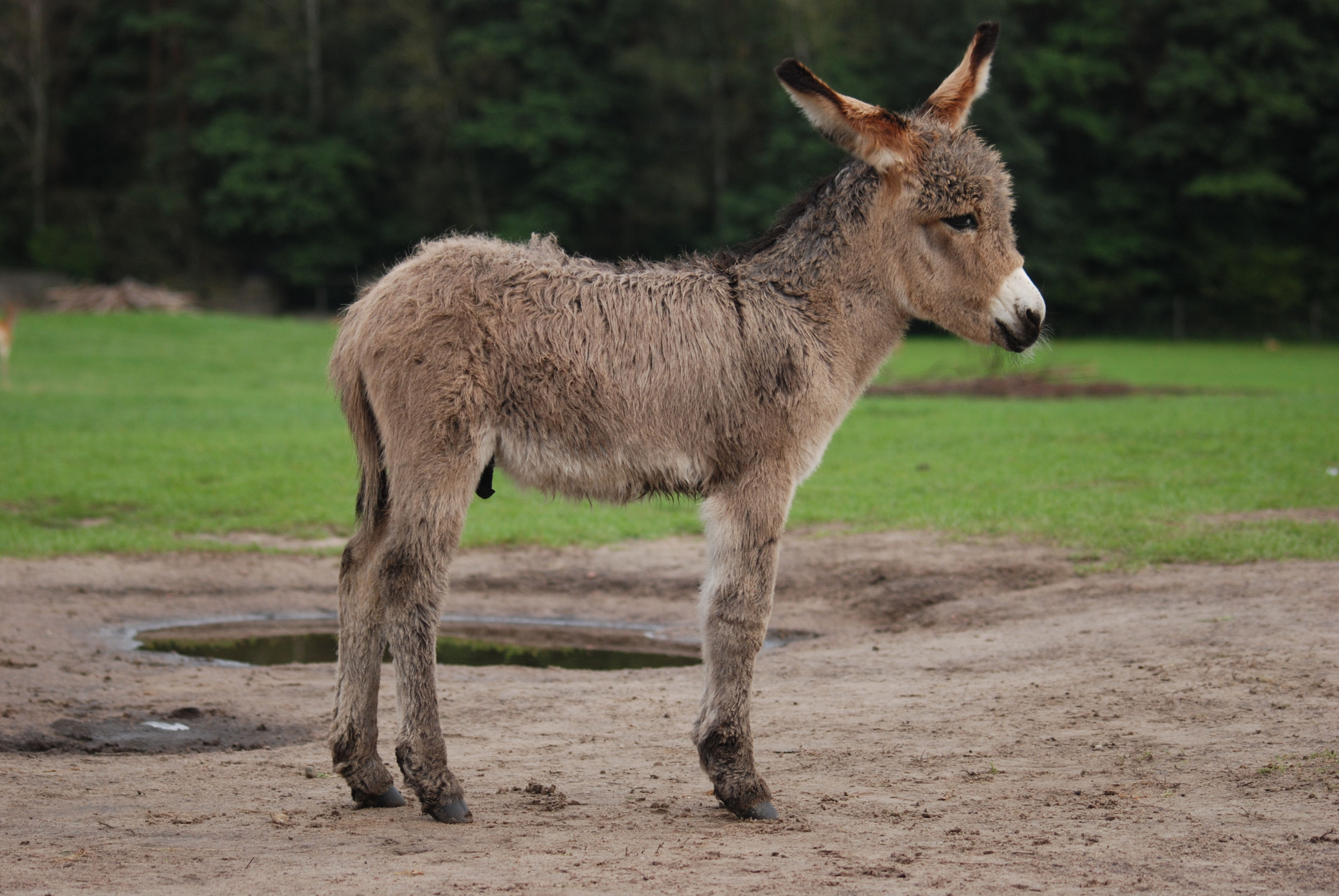 Equus asinus Kadzidłowo 001
