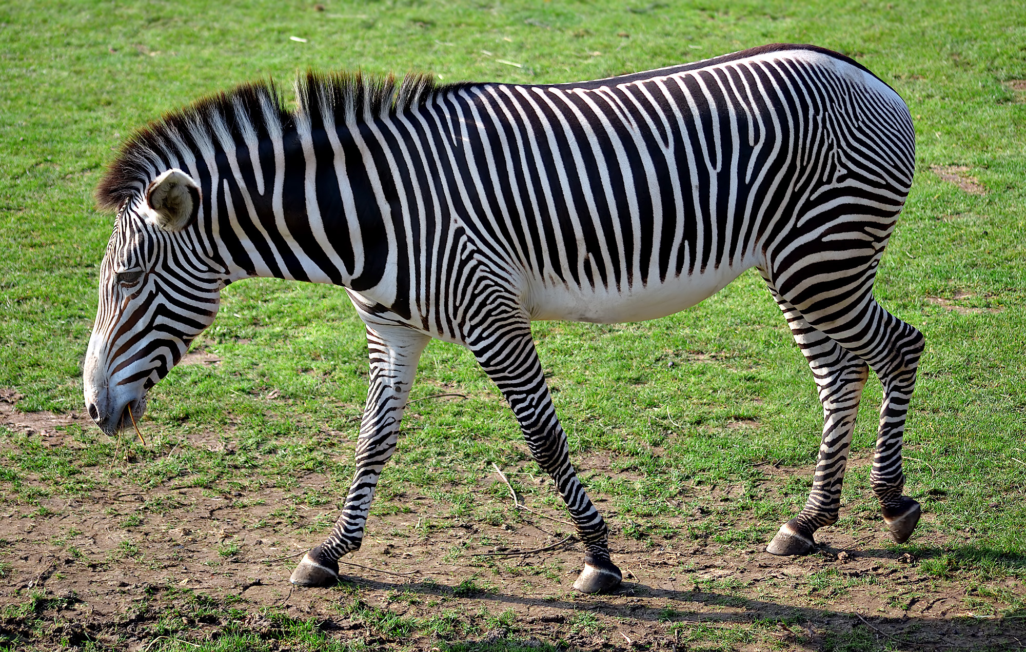 Equus grevyi (aka)