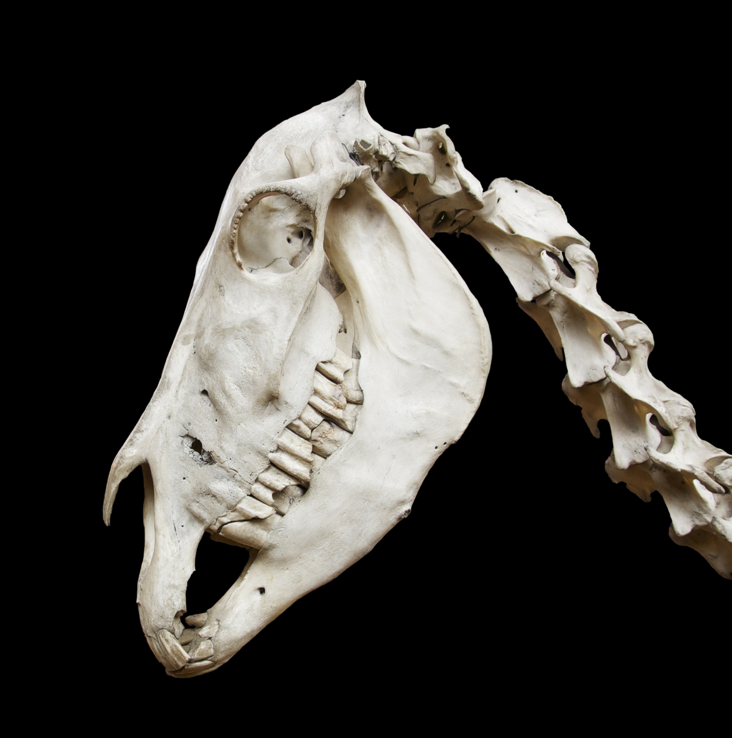 Equus hemionus kulan MNHN
