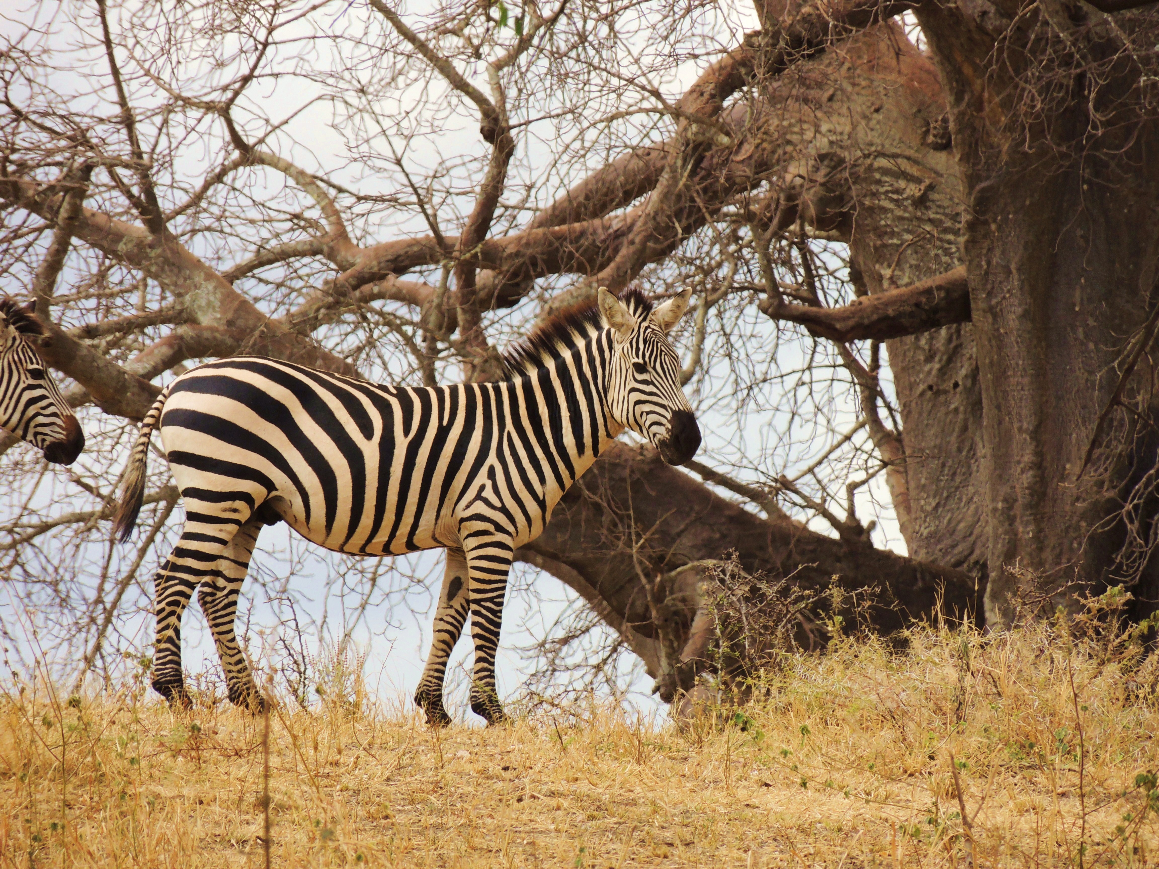 Equus quagga - plains zebra (2)