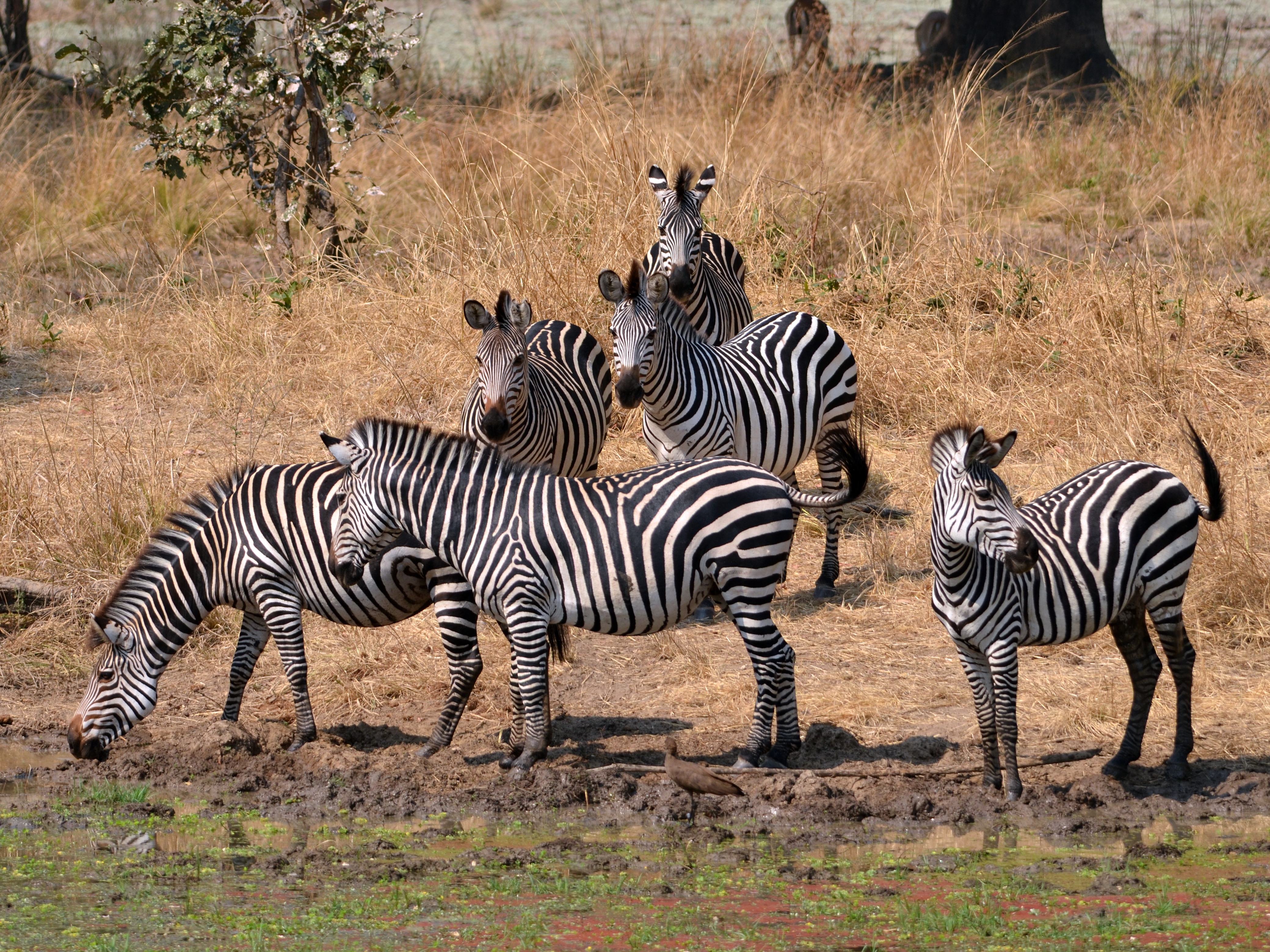 Equus quagga boehmi (drinking)