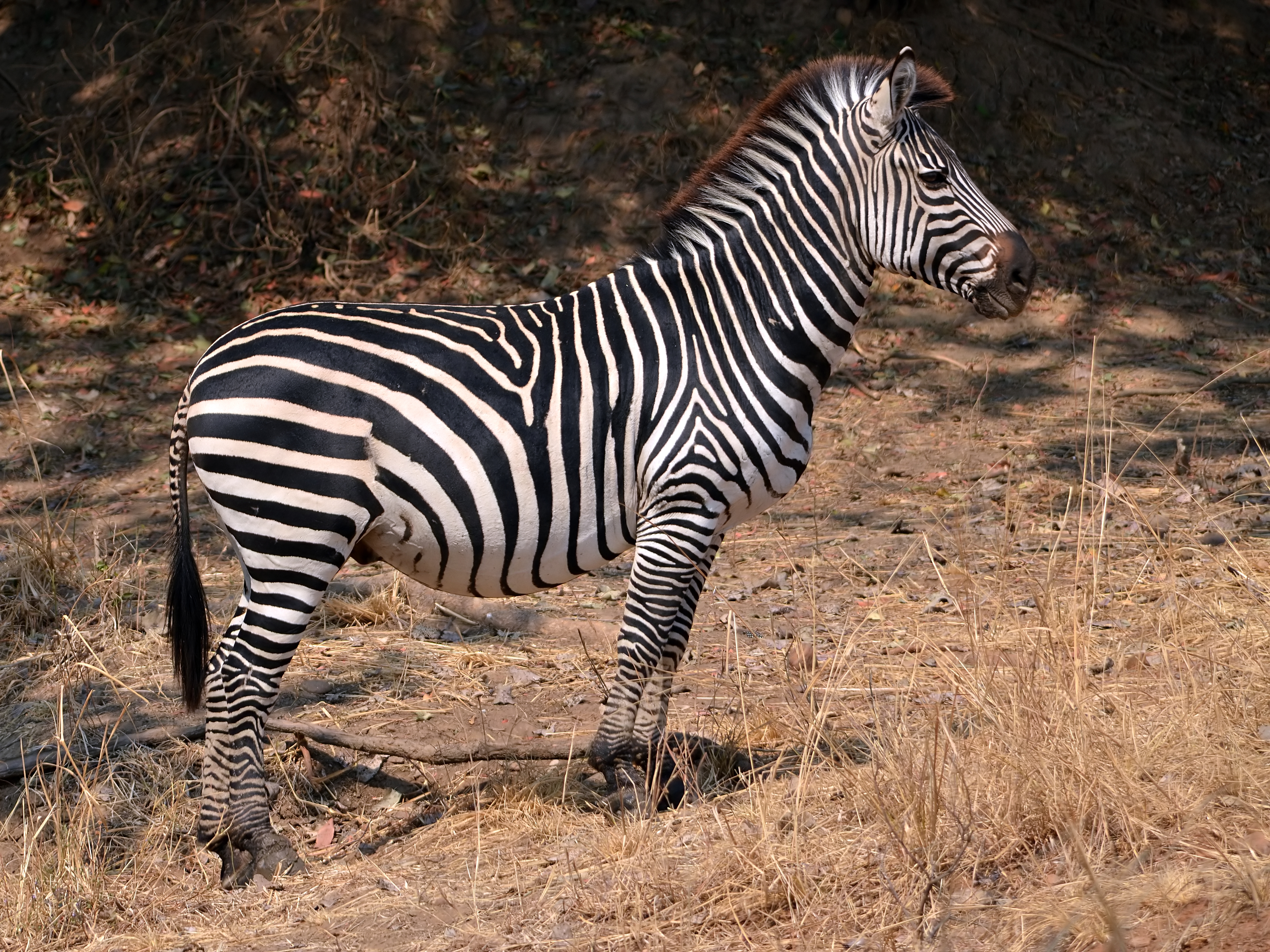 Equus quagga boehmi (male)