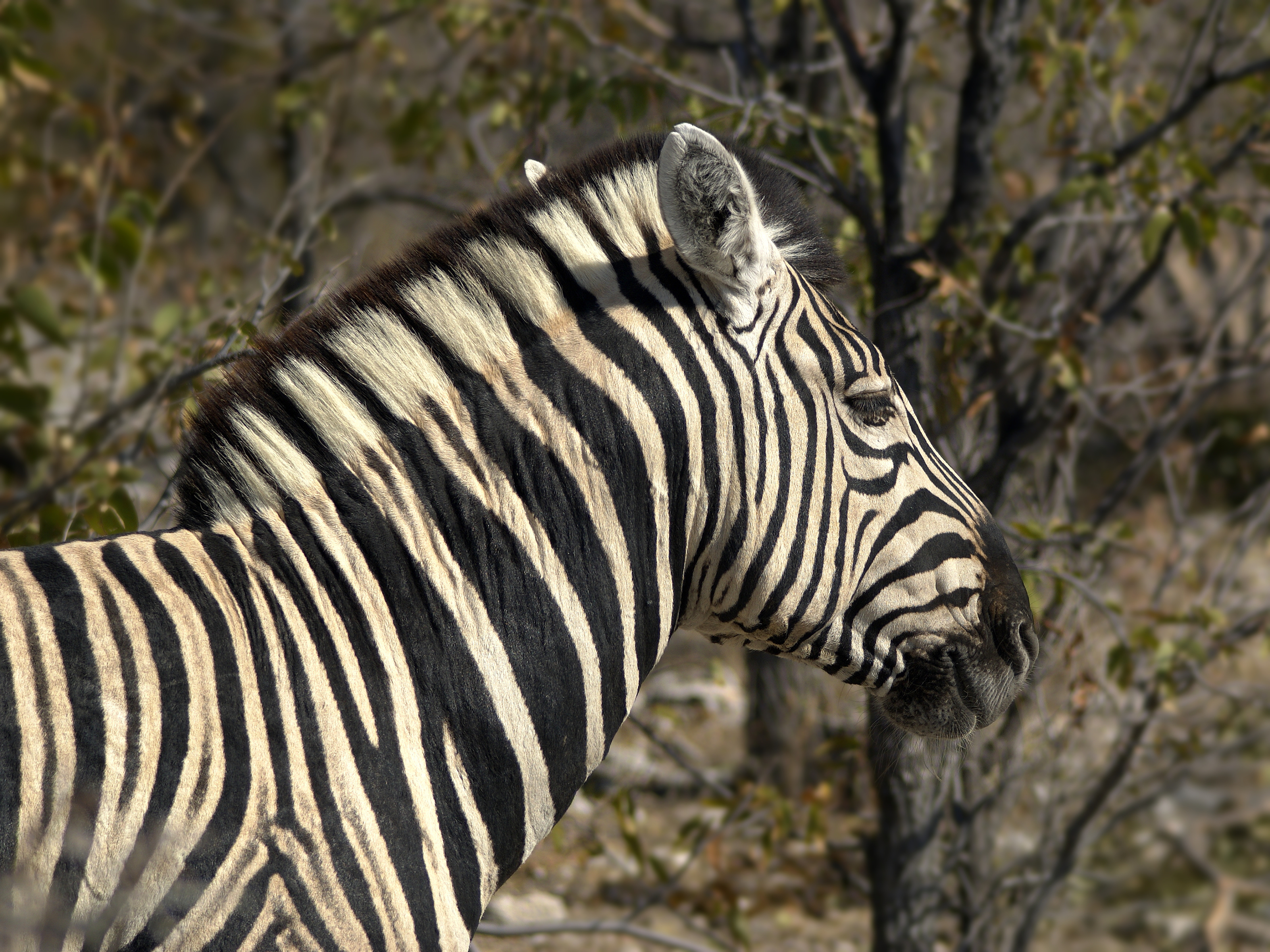 Equus quagga burchellii