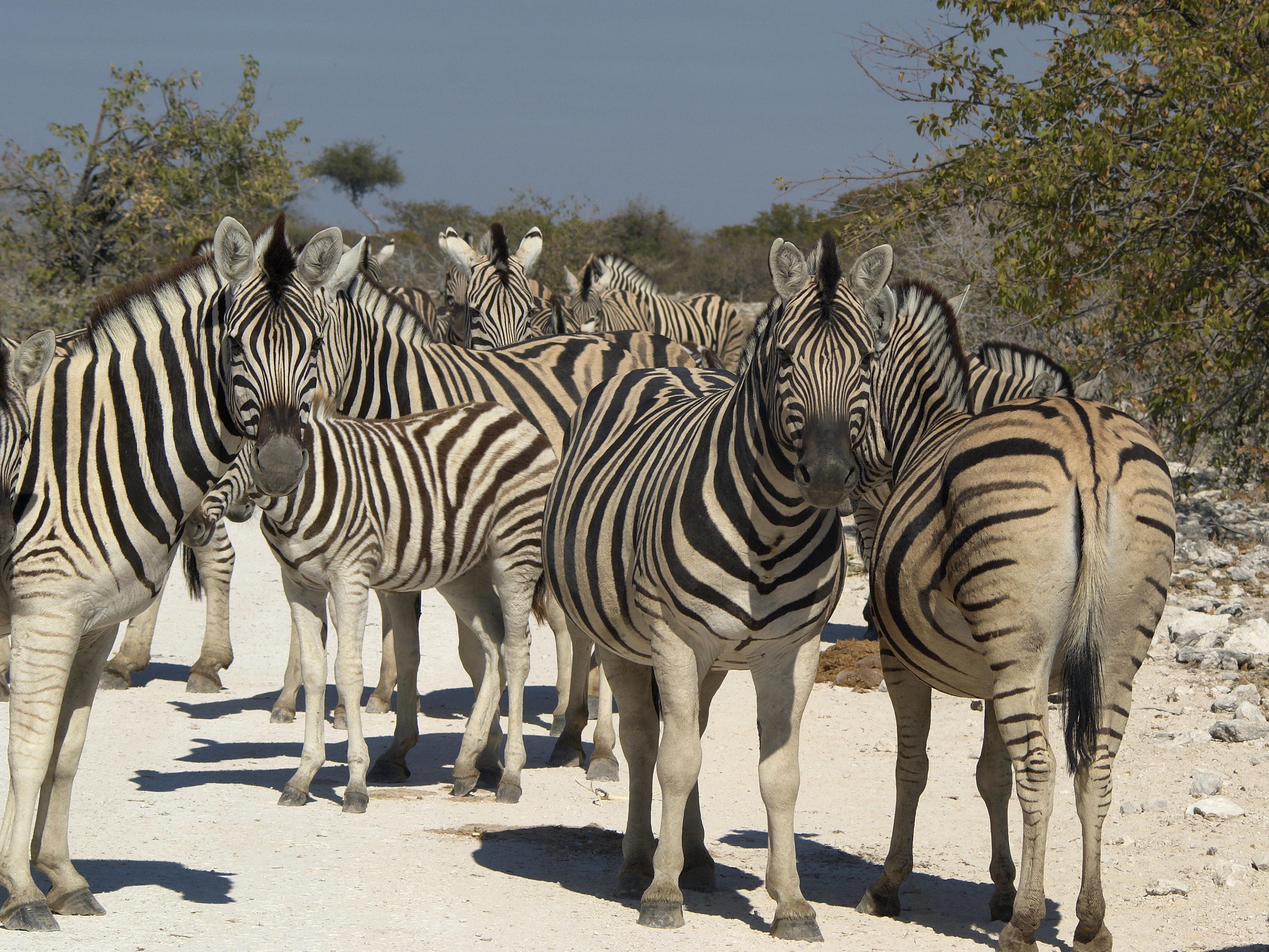 Equus quagga burchellii (group)