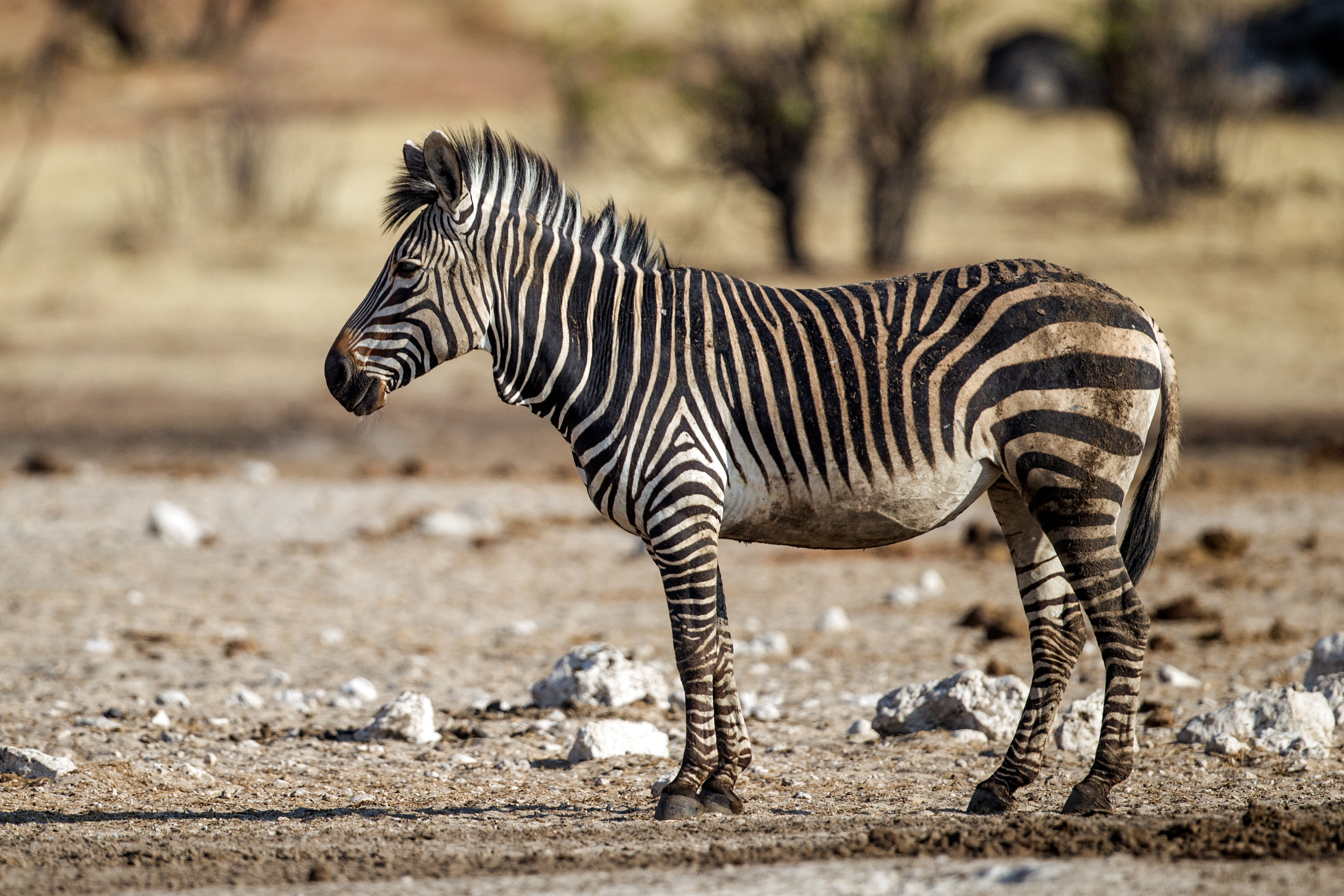 Equus zebra hartmannae - Etosha 2015