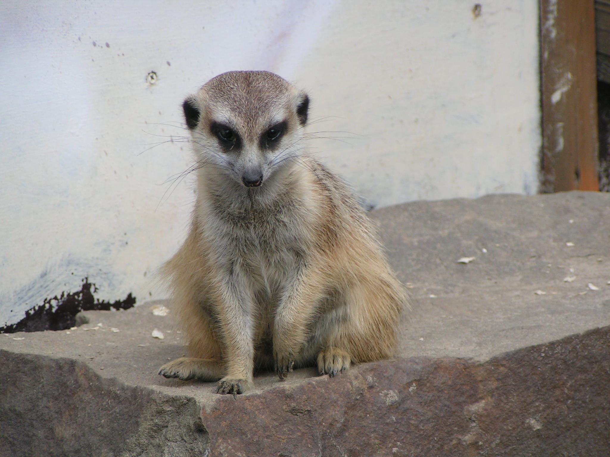 Erdmännchen1
