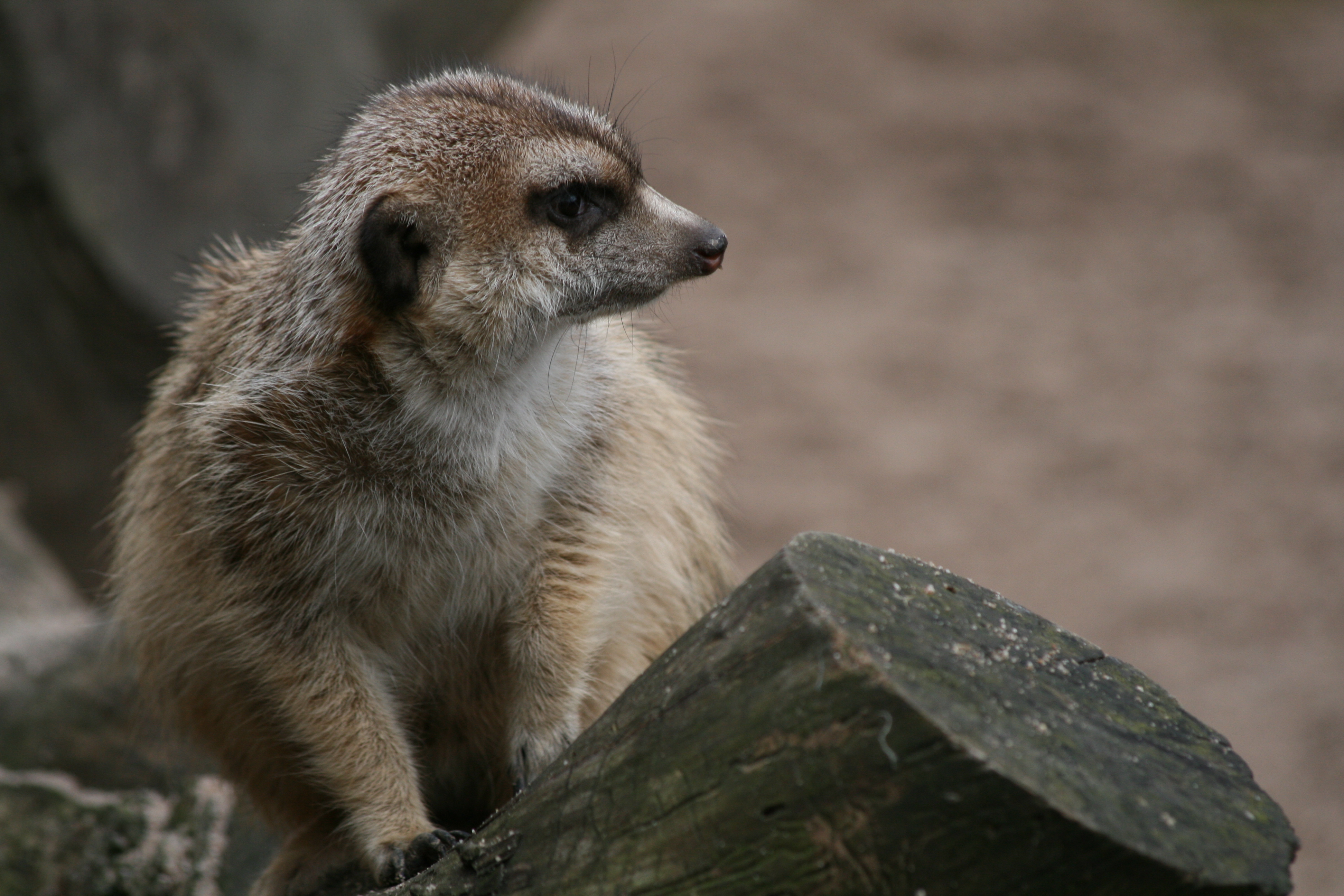 Erdmännchen (Ireas)