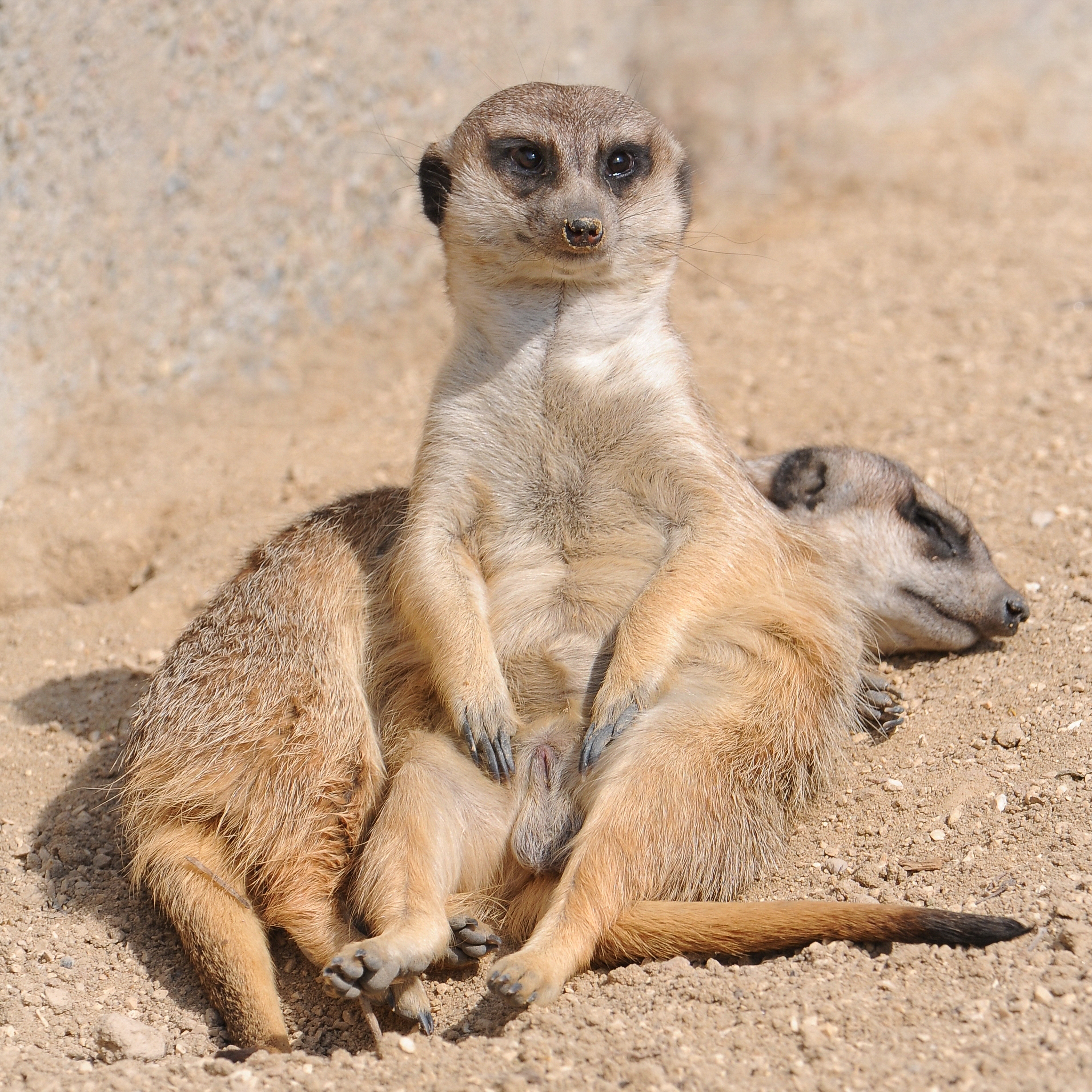 Erdmännchen, Suricata suricatta 1