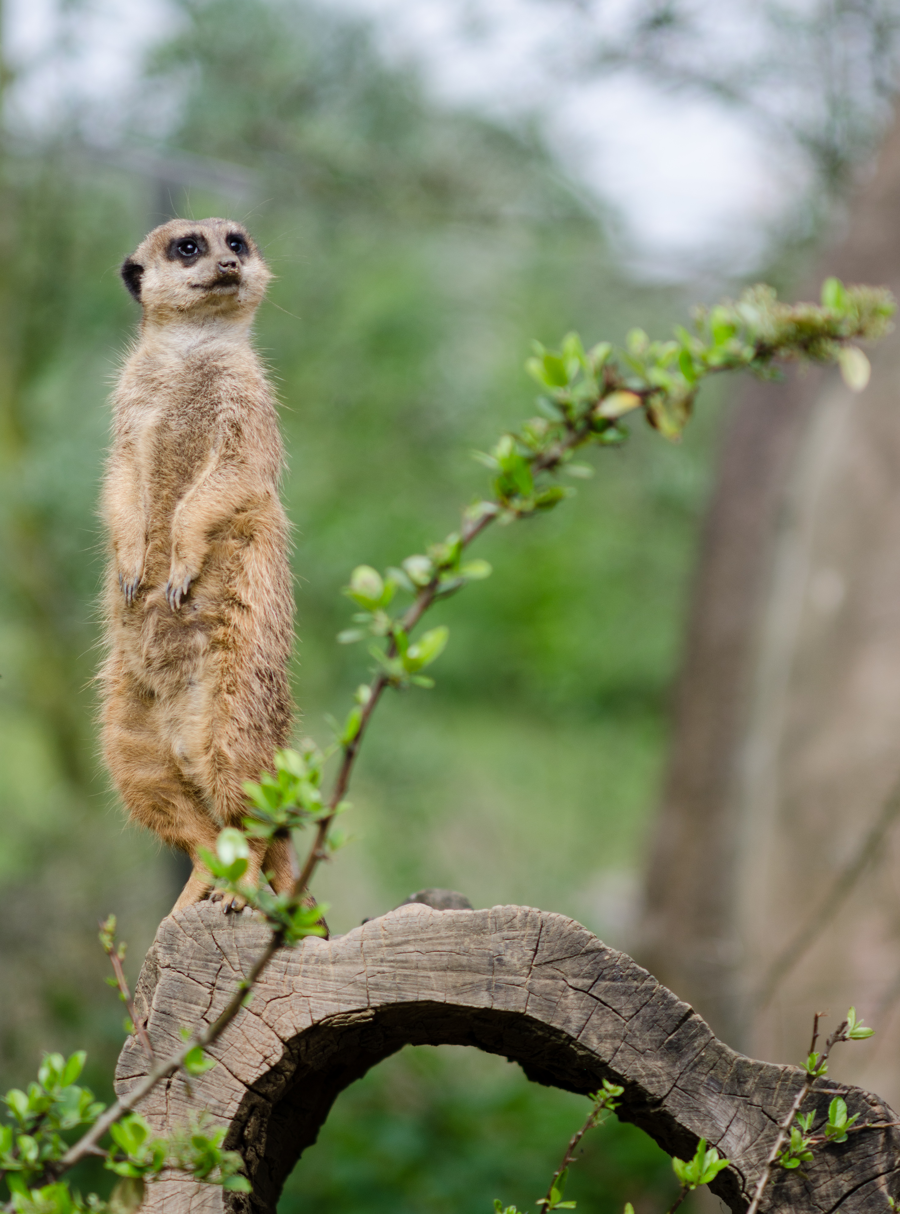 Erdmaennchen-Zoo-Gelsenkirchen