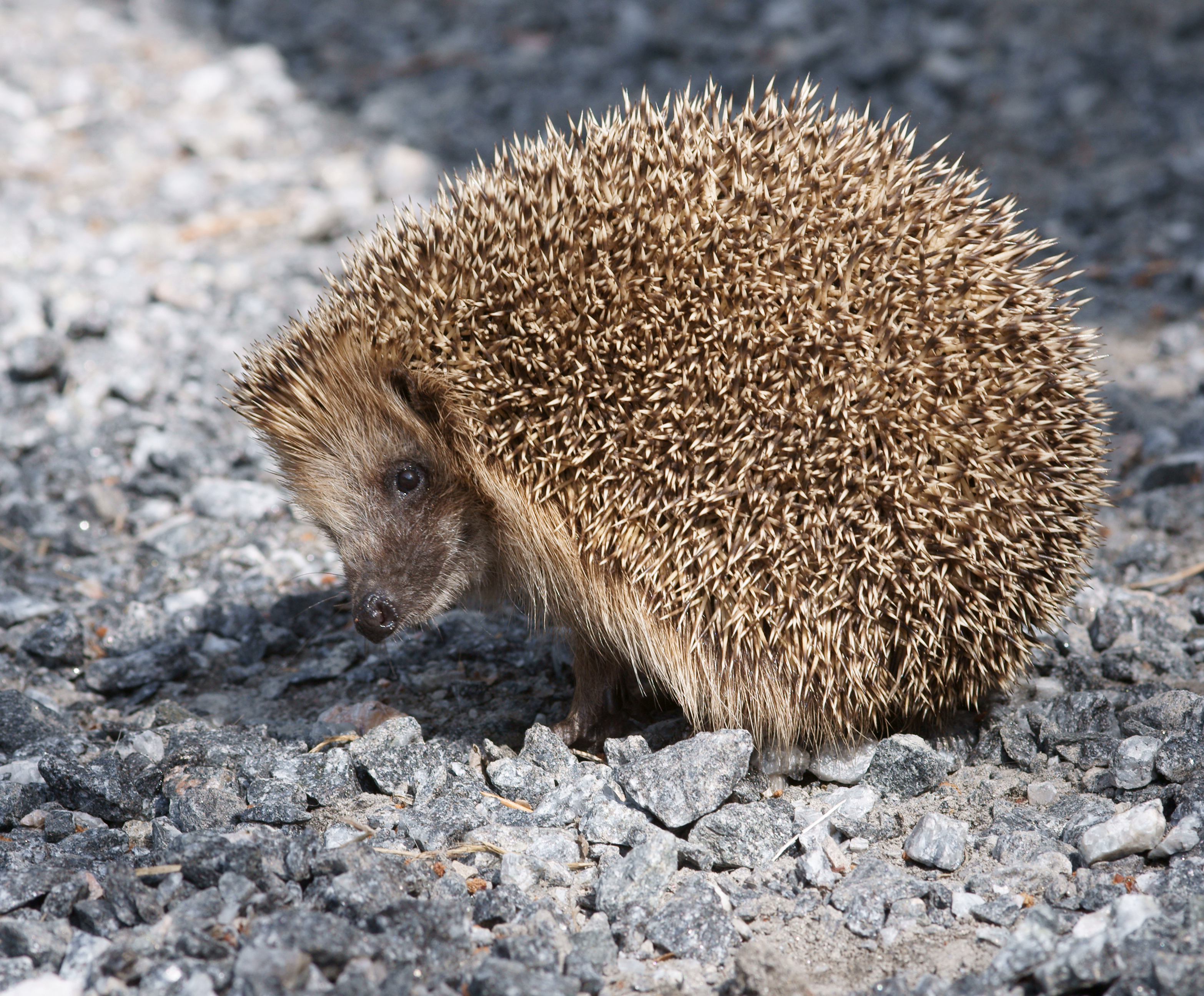 Erinaceus europaeus 2