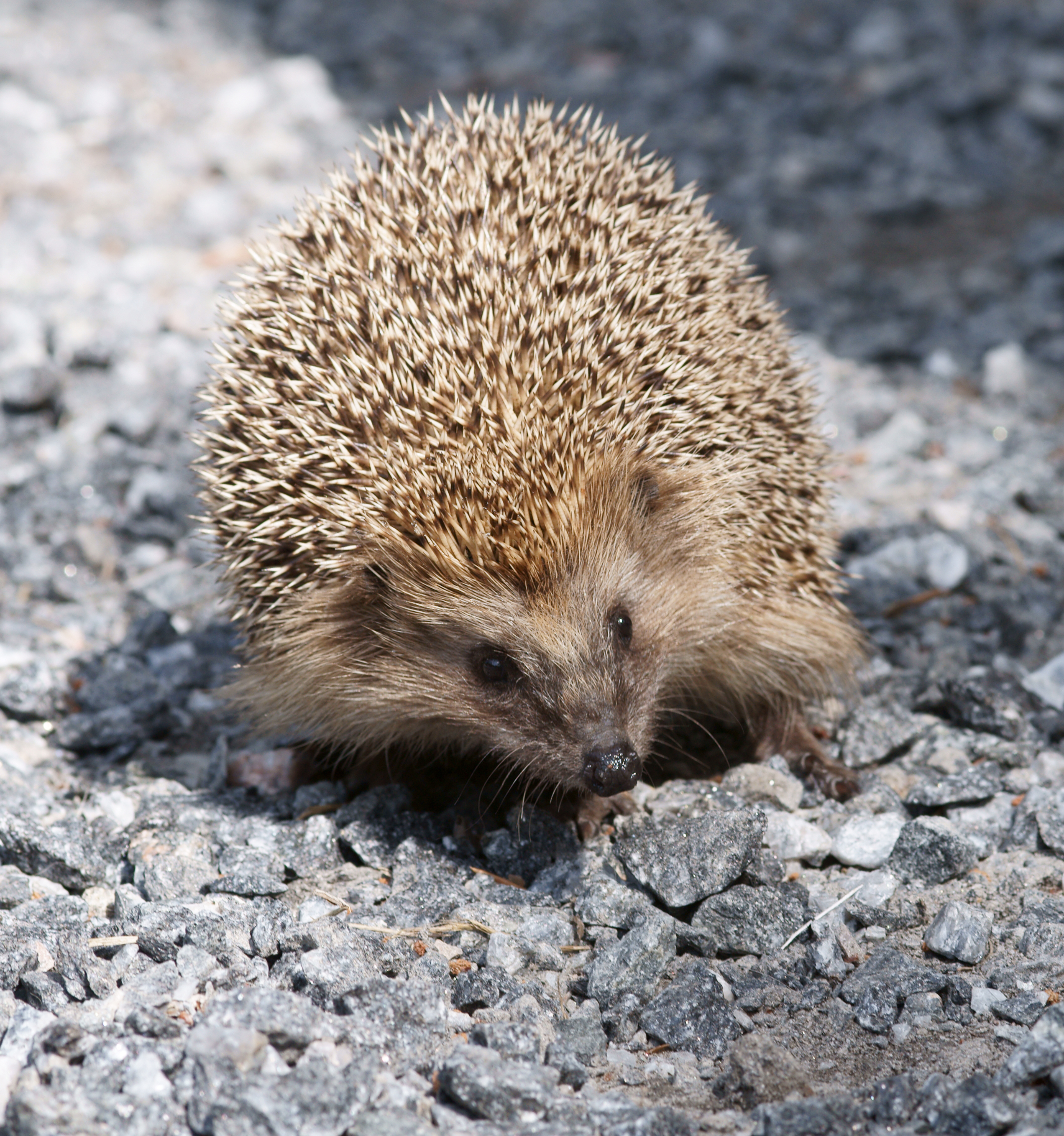 Erinaceus europaeus 3