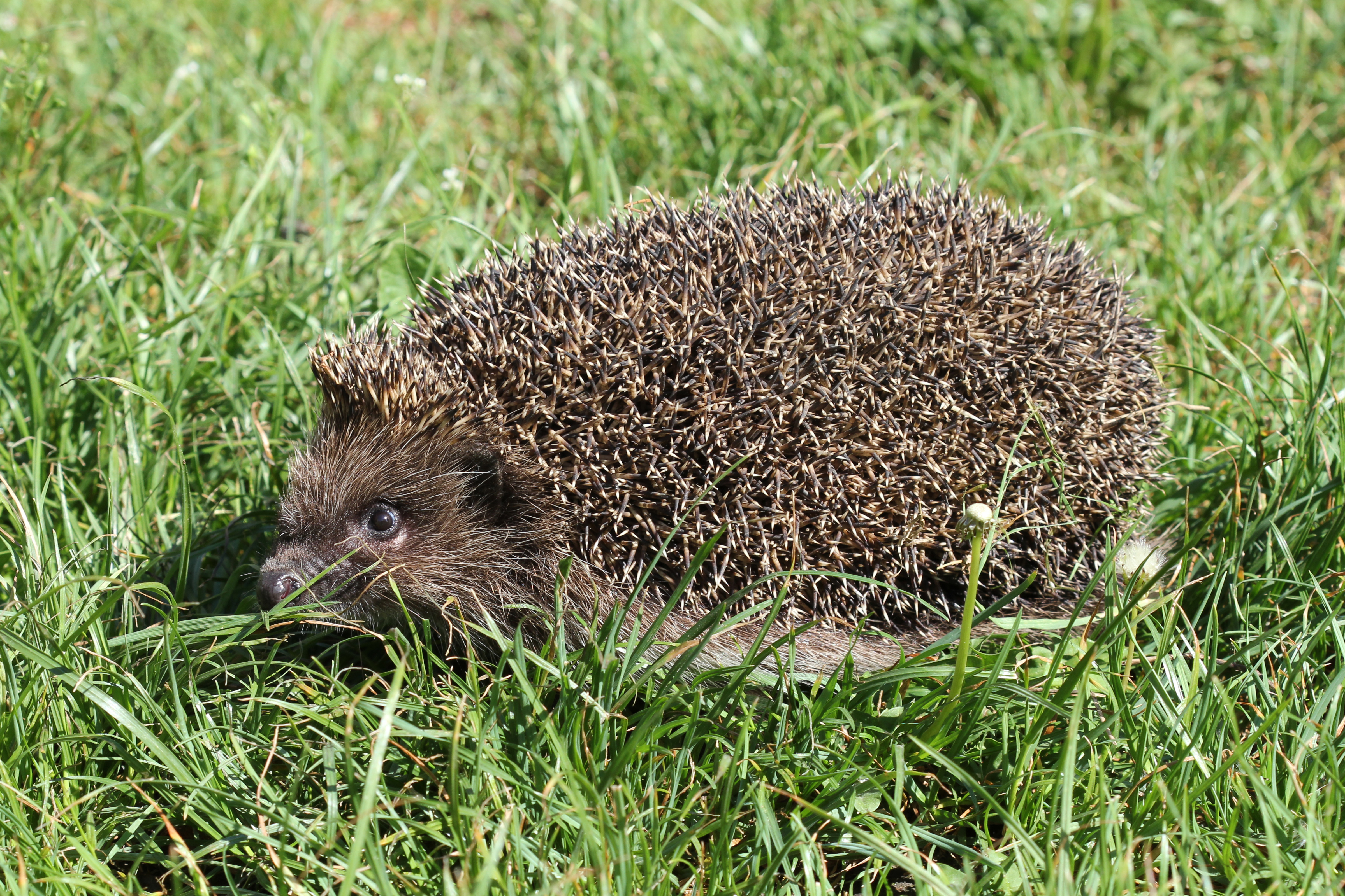 Erinaceus roumanicus 2013 G4