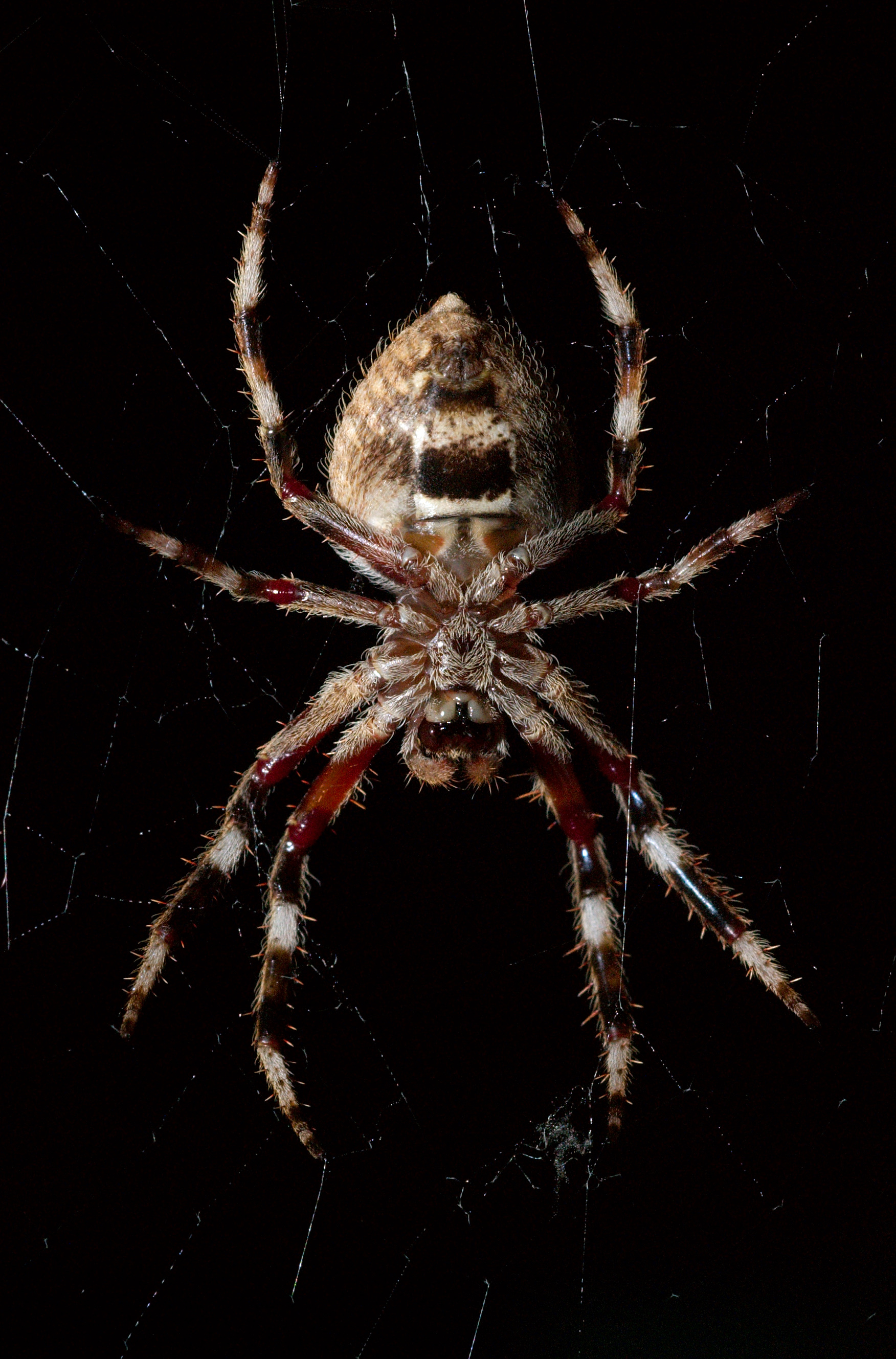 Eriophora transmarina underside at night