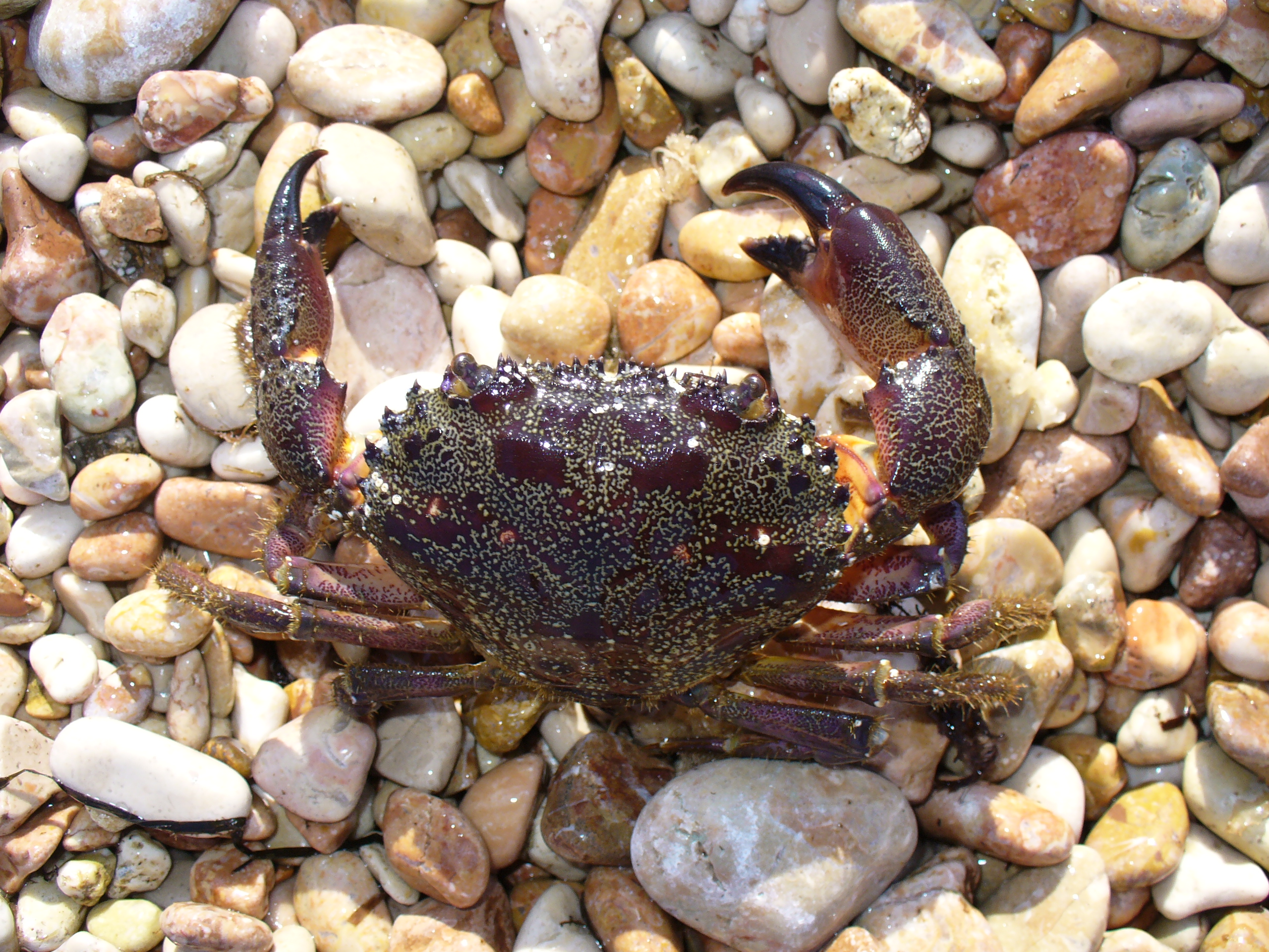 Eriphia verrucosa 2008 G2