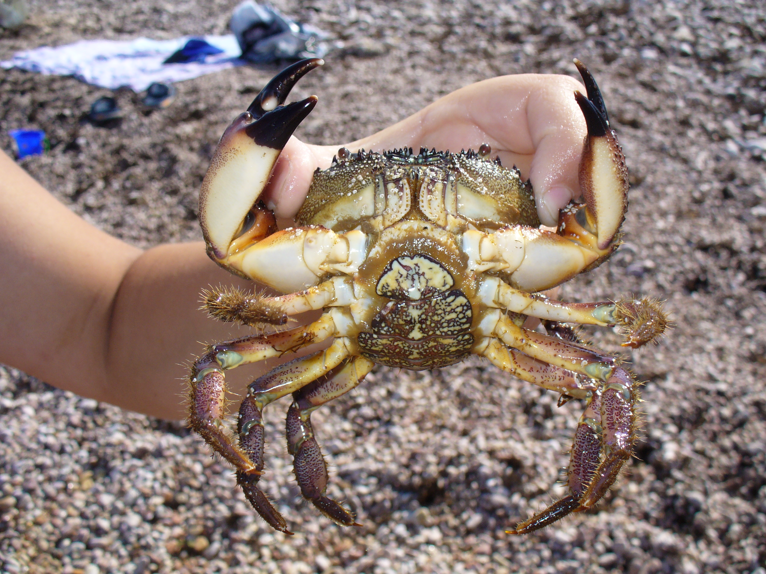 Eriphia verrucosa 2008 G3