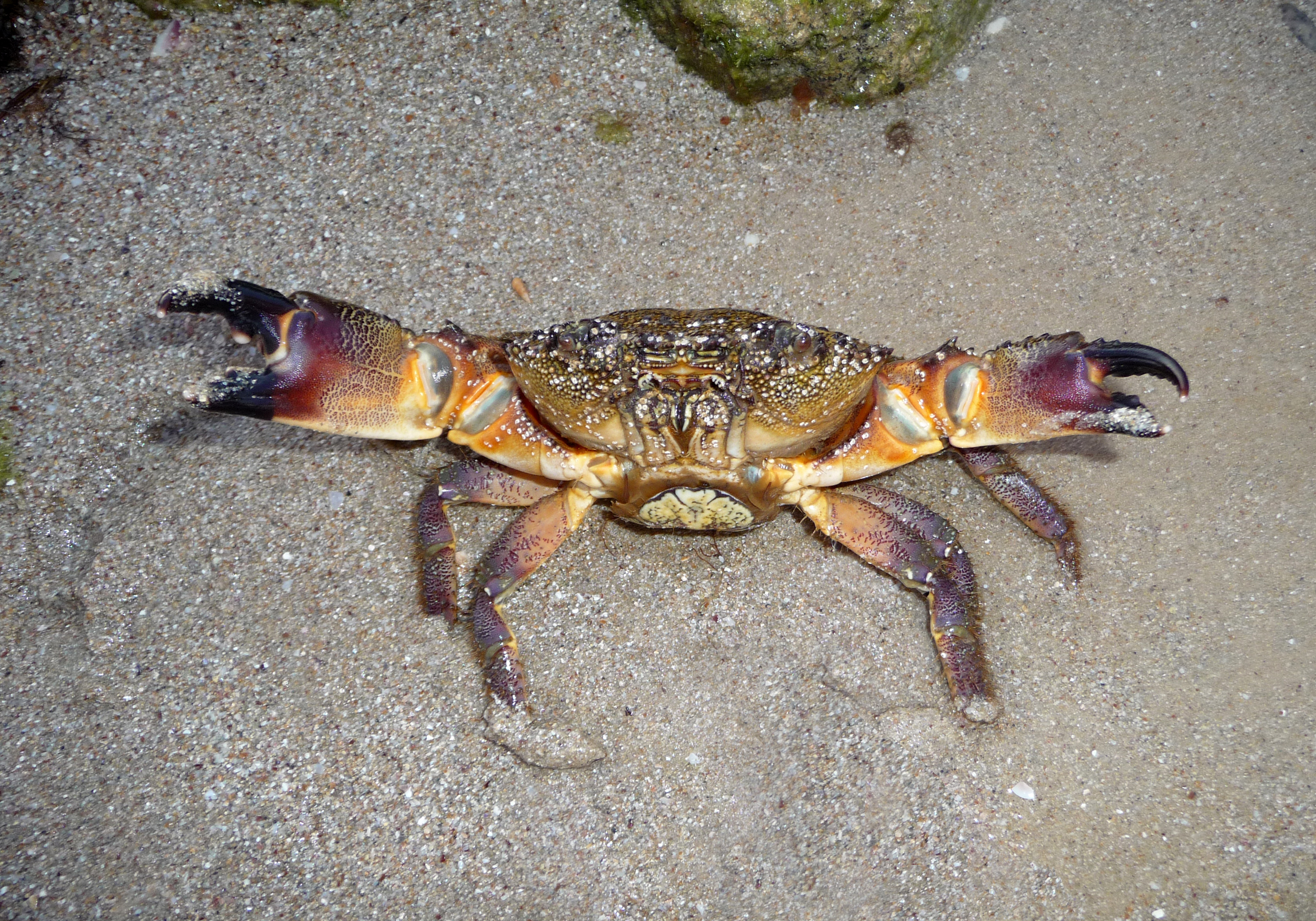 Eriphia verrucosa female 2009 G1