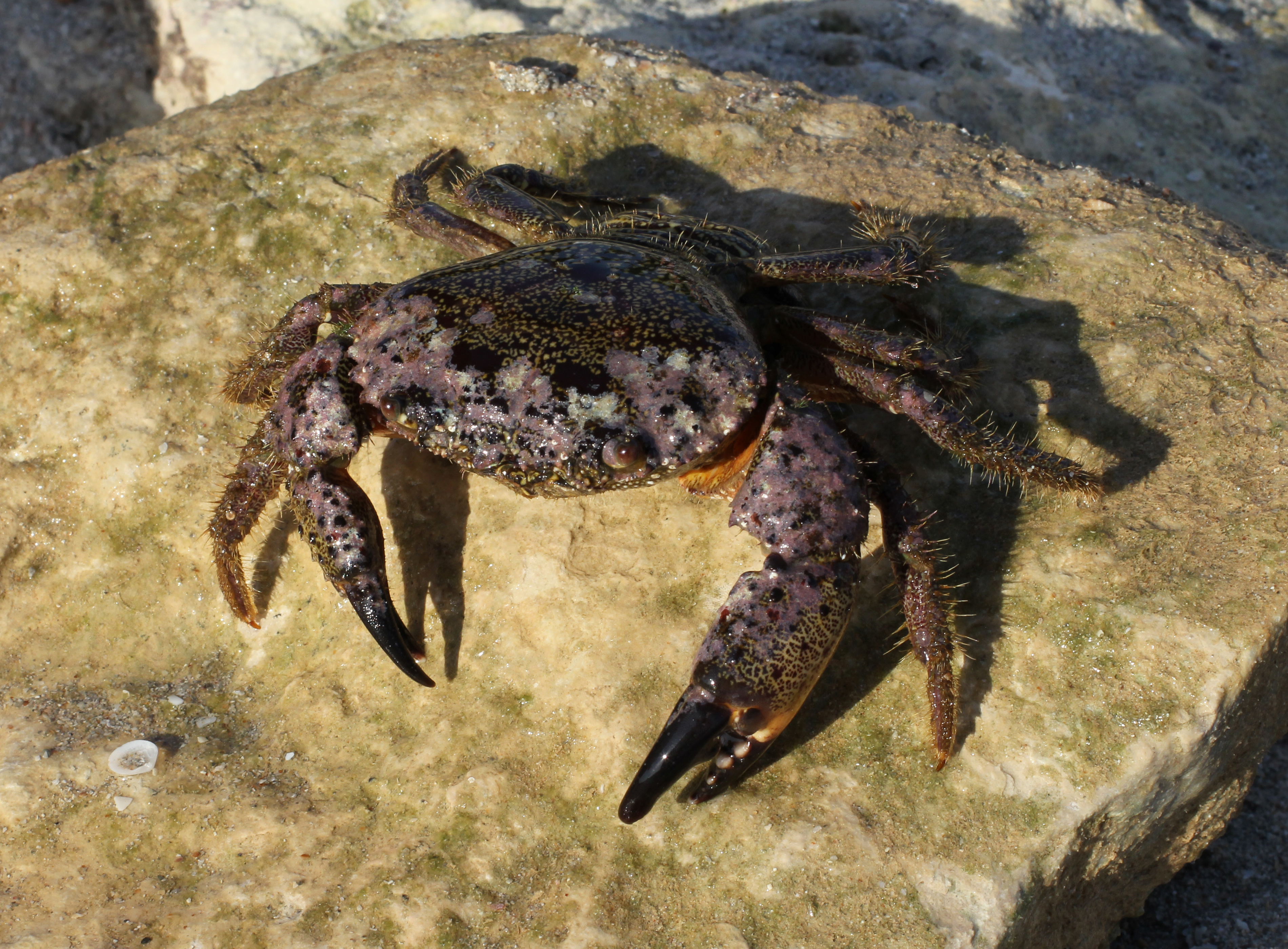 Eriphia verrucosa female 2012 G1