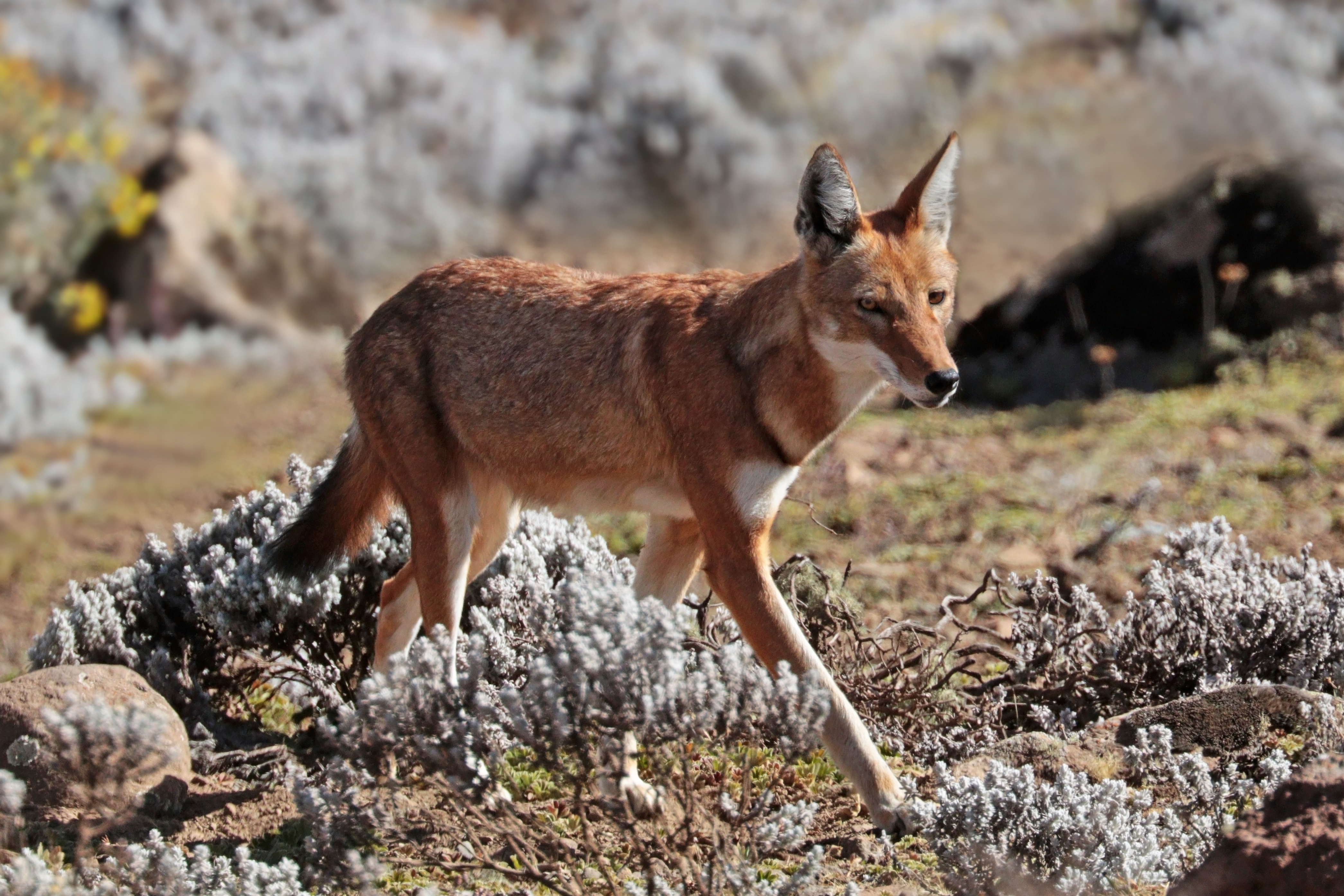 Ethiopian wolf (Canis simensis citernii)
