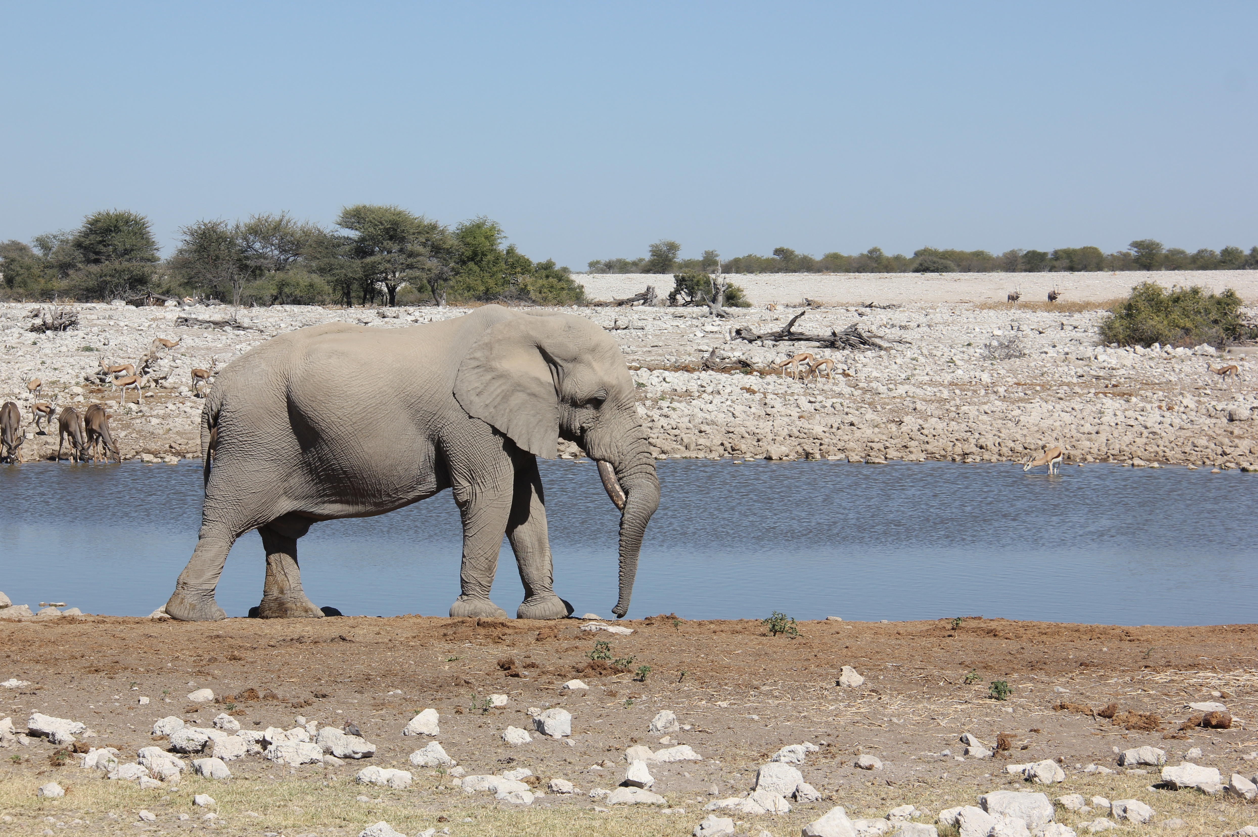Etosha (19046067400)