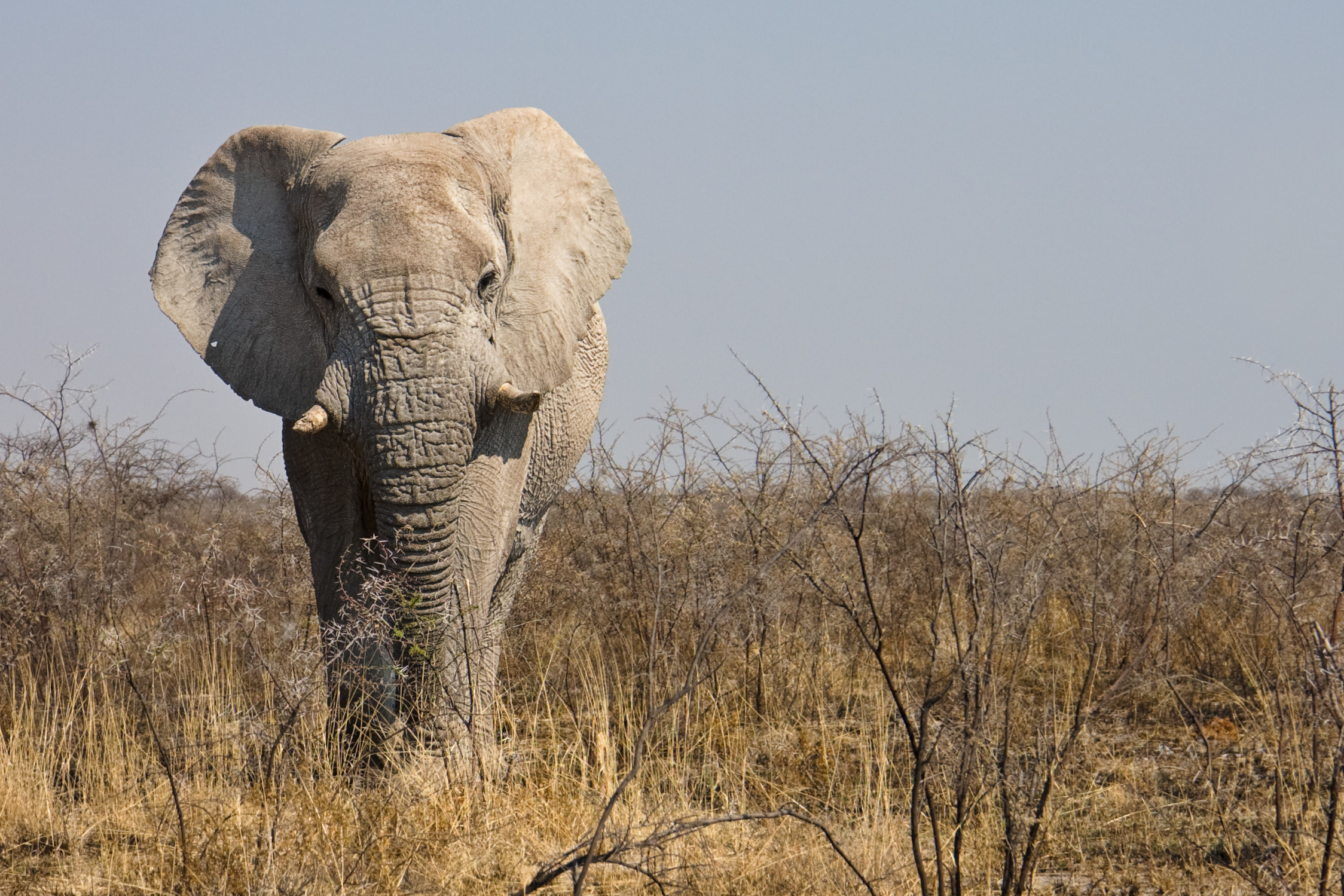 Etosha elefant