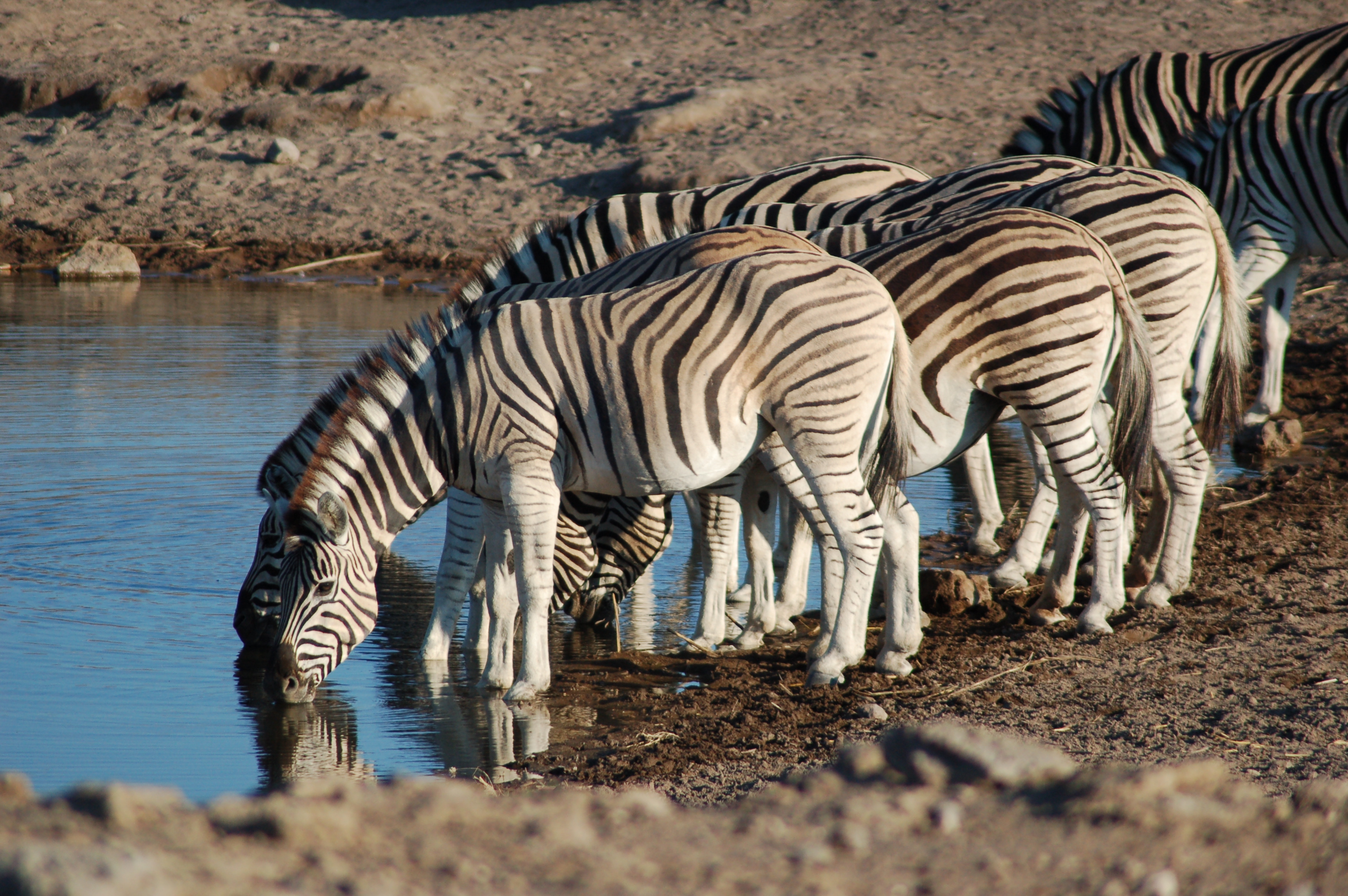 Etosha National Park, Namibia (2856073628)