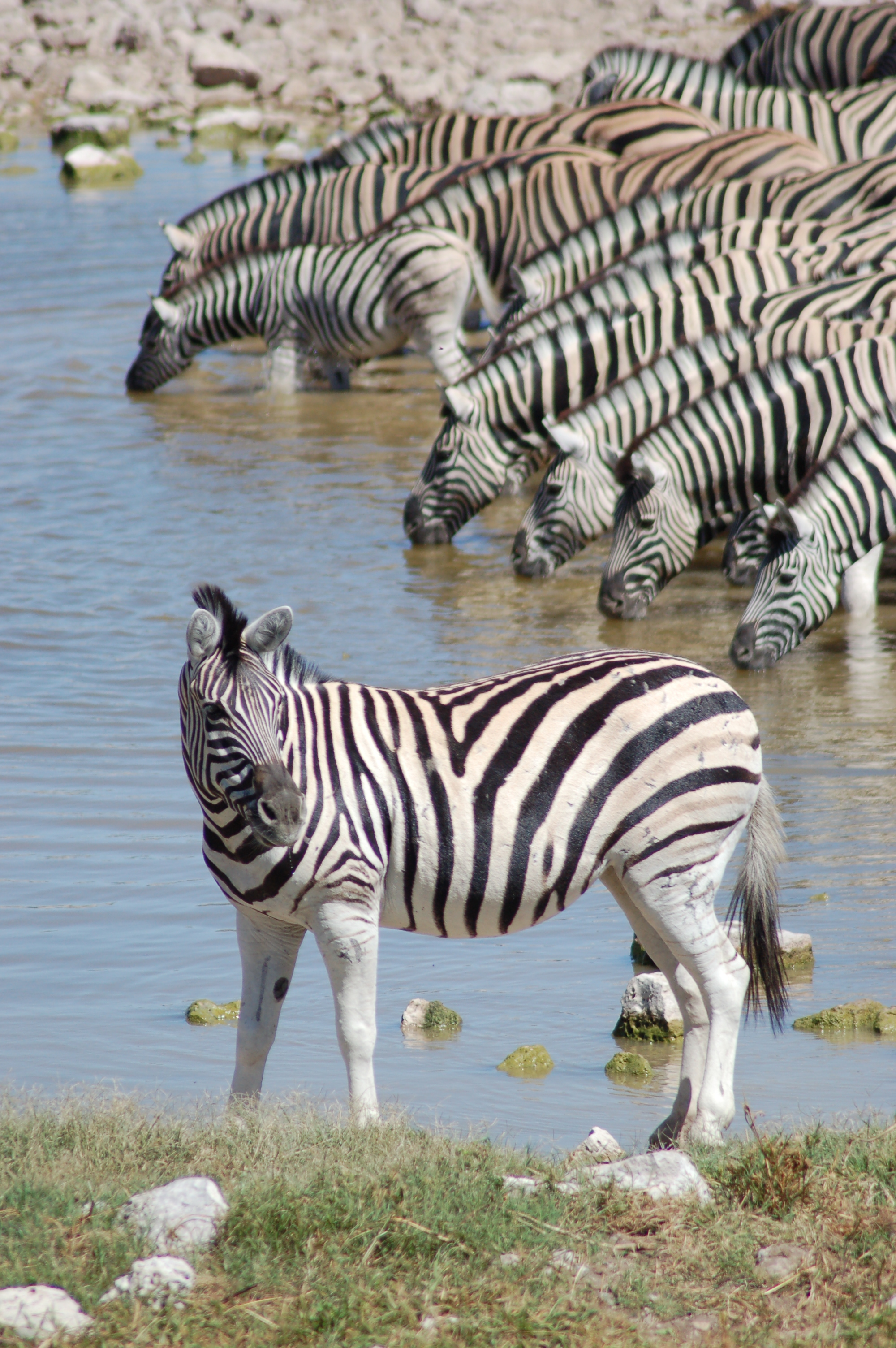 Etosha National Park, Namibia (2941174147)