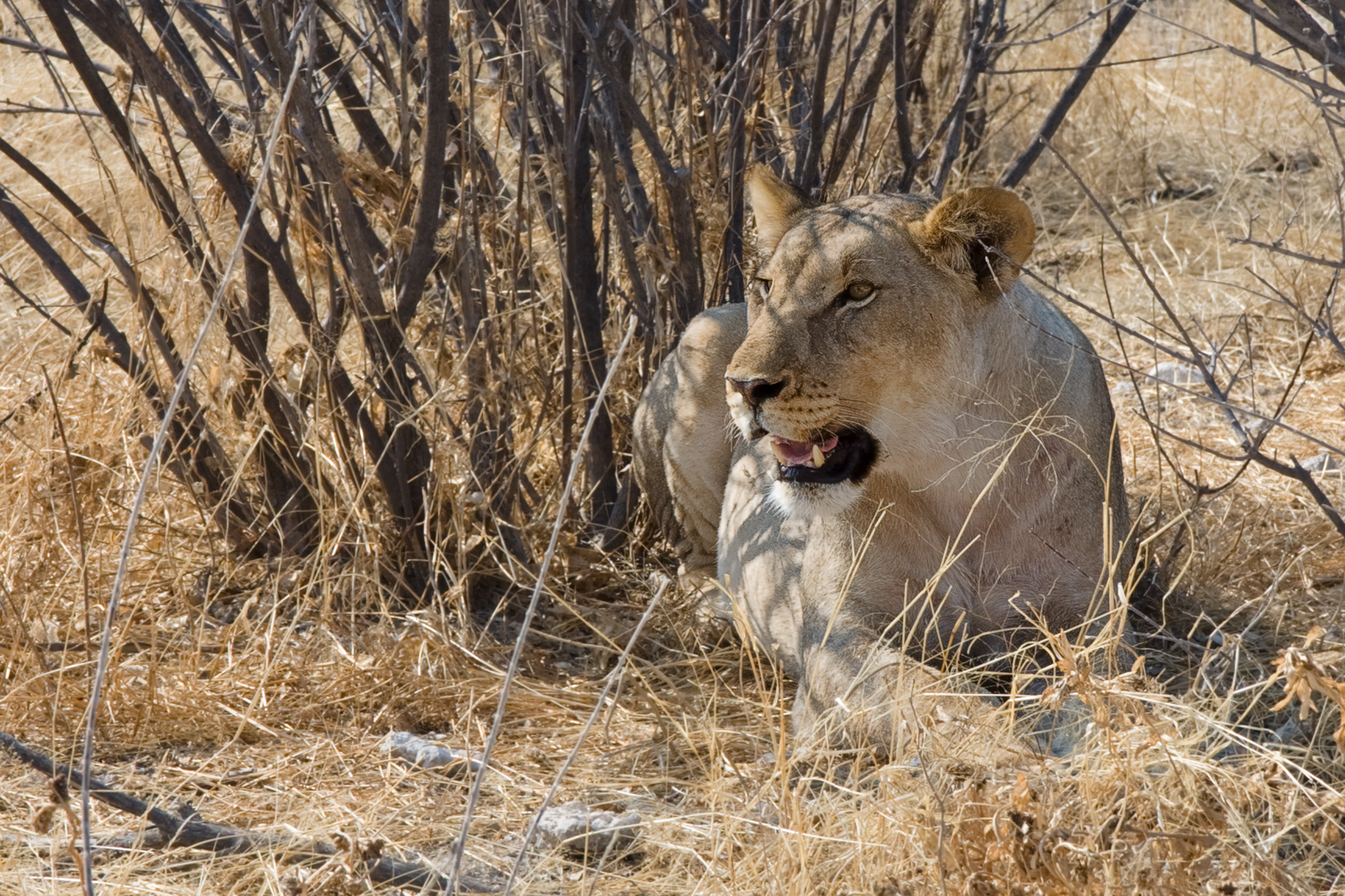 Etosha panthera leo