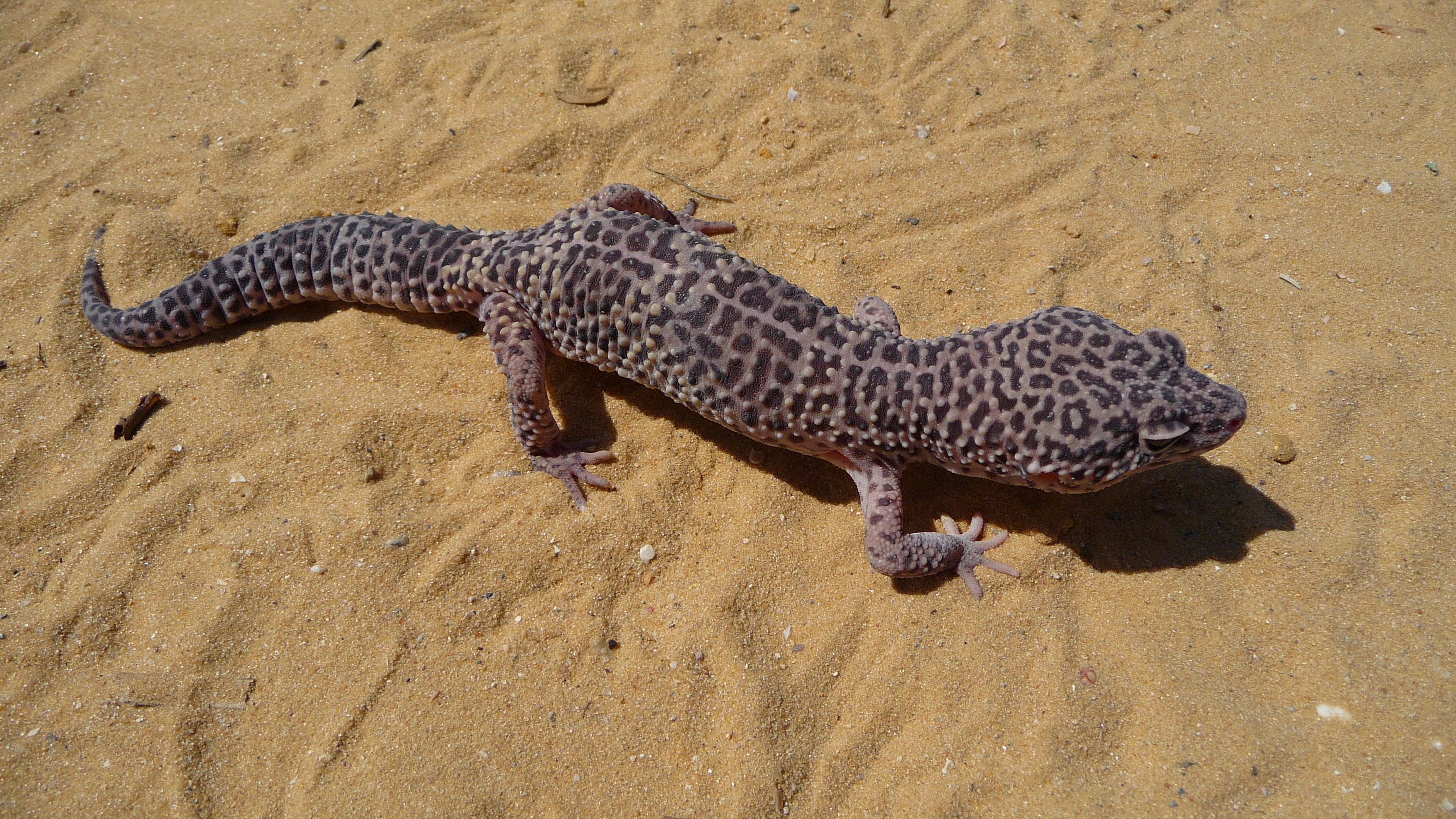 Eublepharis macularius 2009 G5