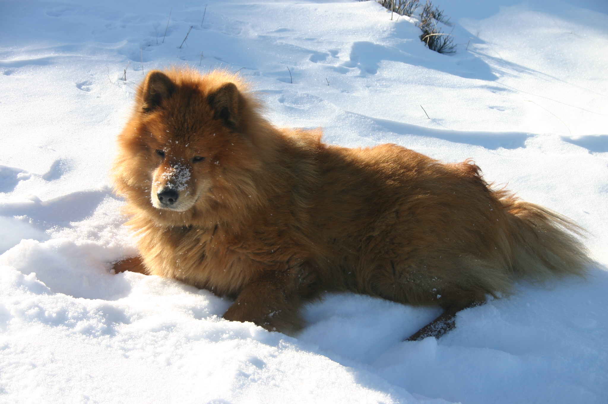 Eurasier 001