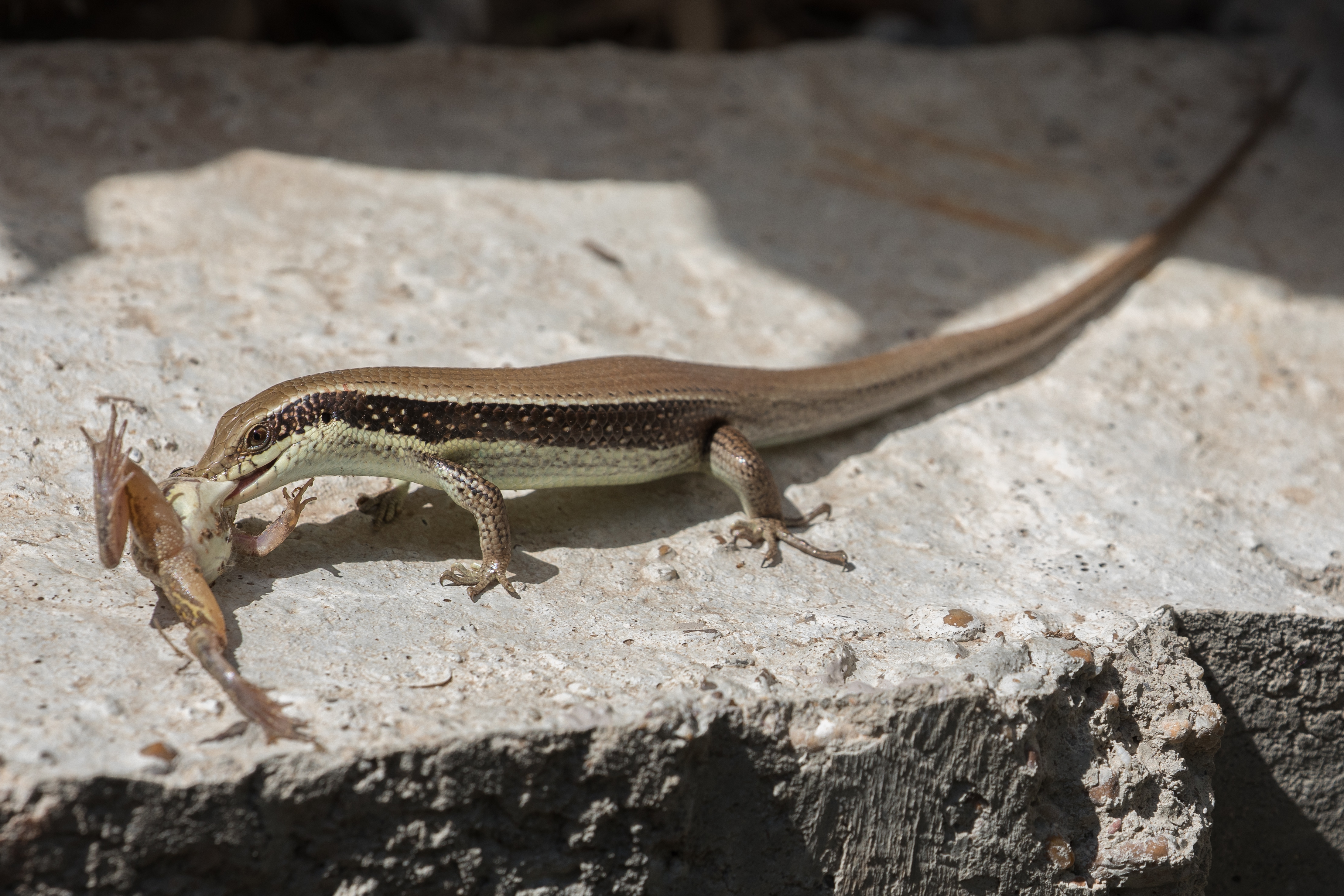 Eutropis macularia (bronze grass skink) eating a frog (2)