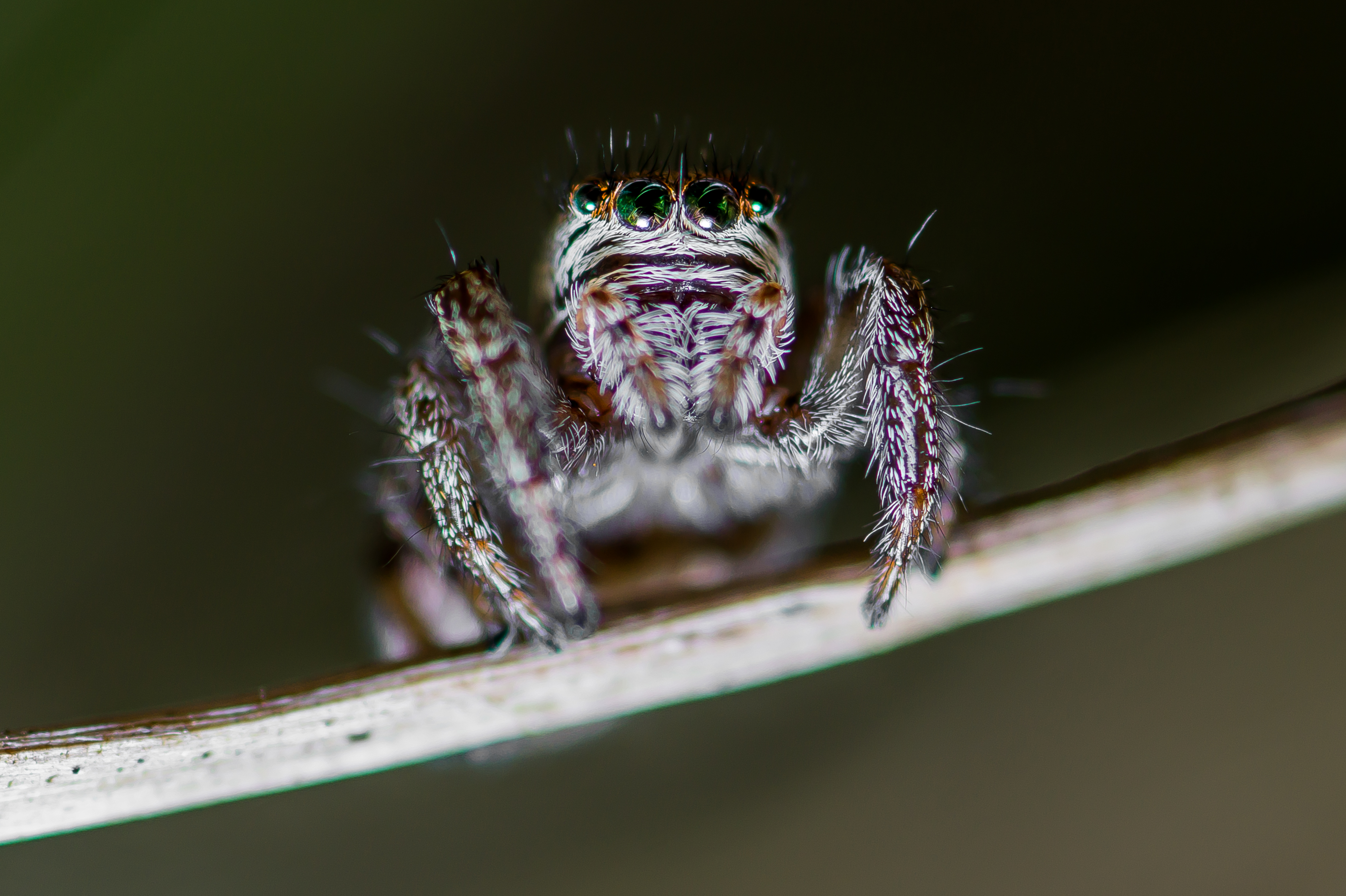Evarcha arcuata (Weibchen)