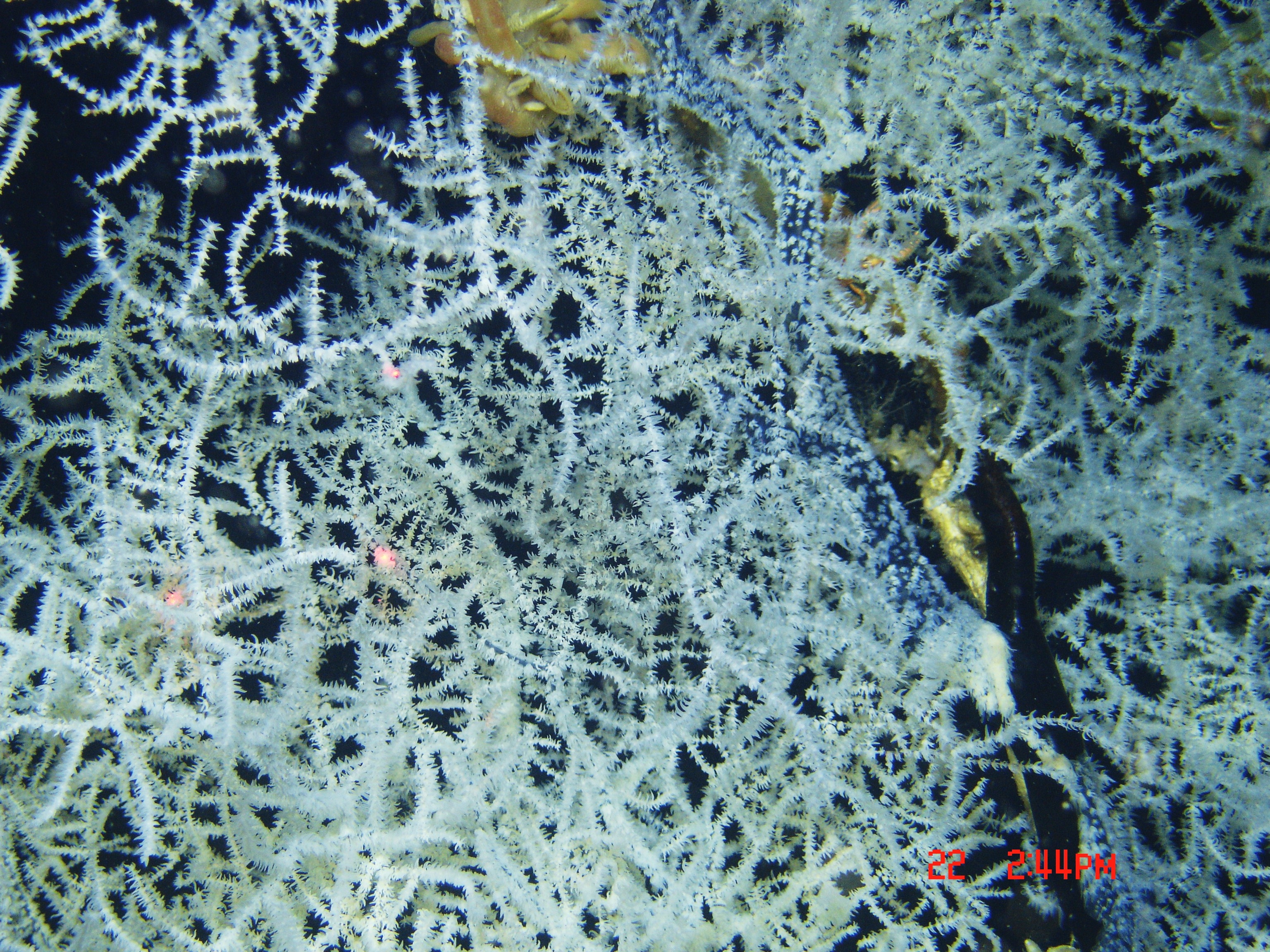 Expn1134 (14526166263)