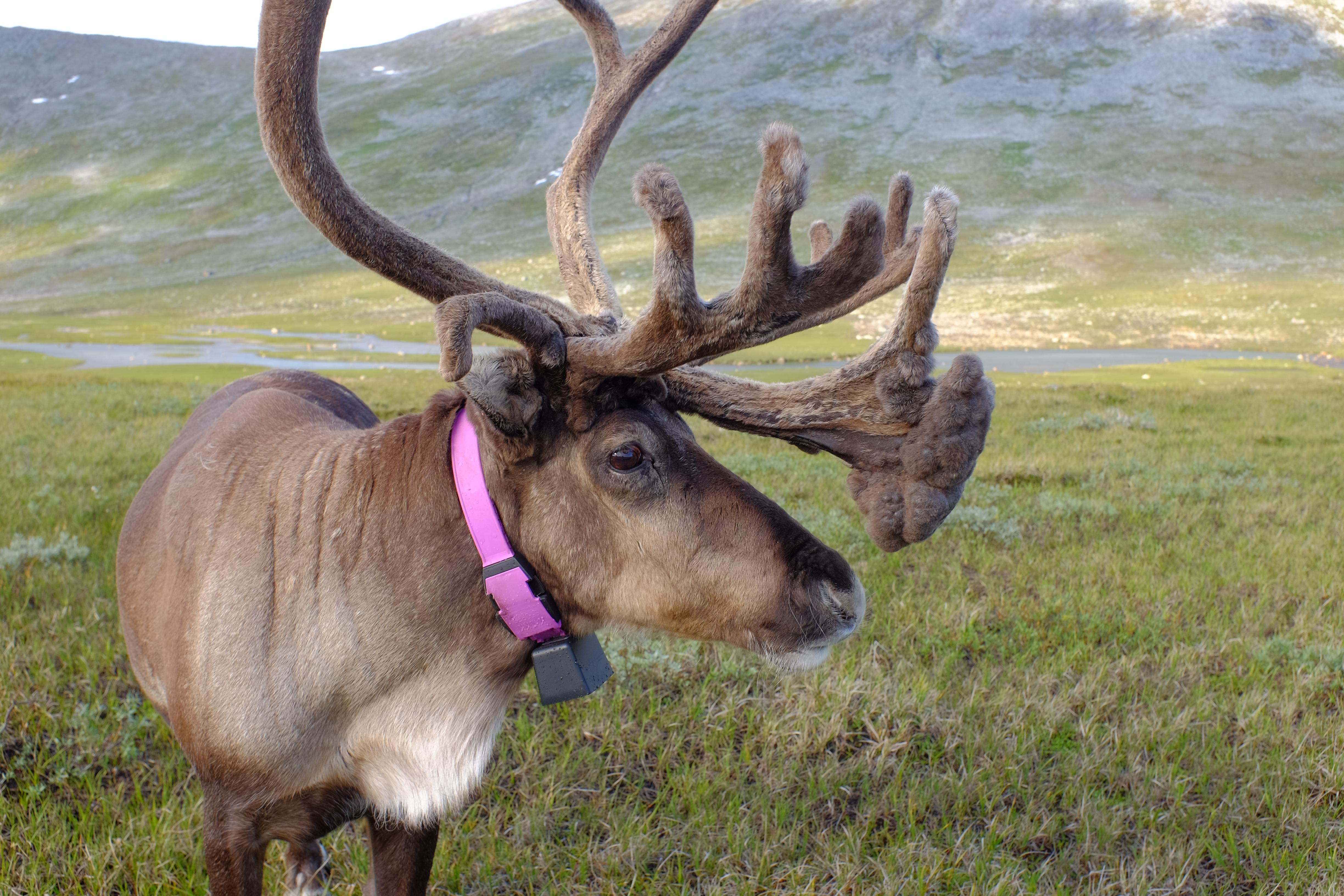 Extraordinary tame reindeer at Saltfjellet