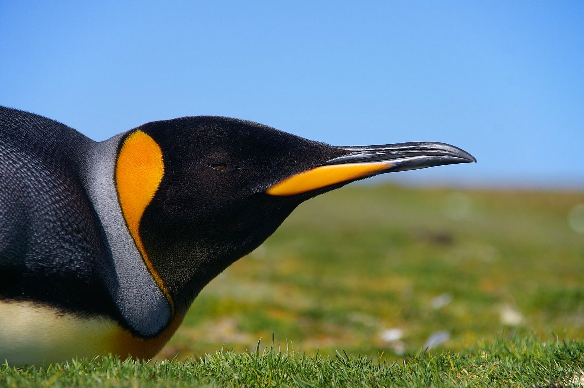 Falkland Islands Penguins 49