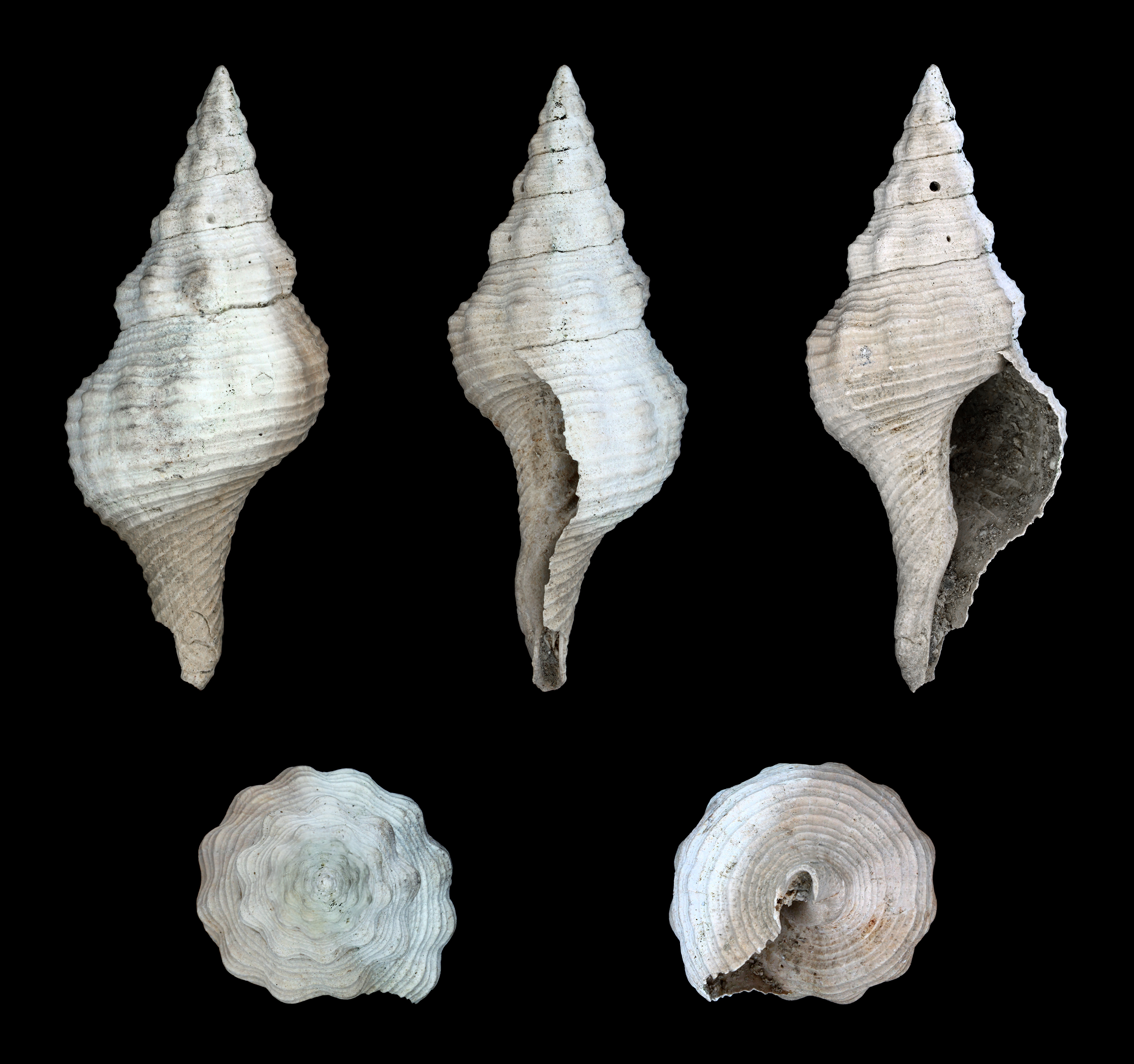 Fasciolaria scalarina 01