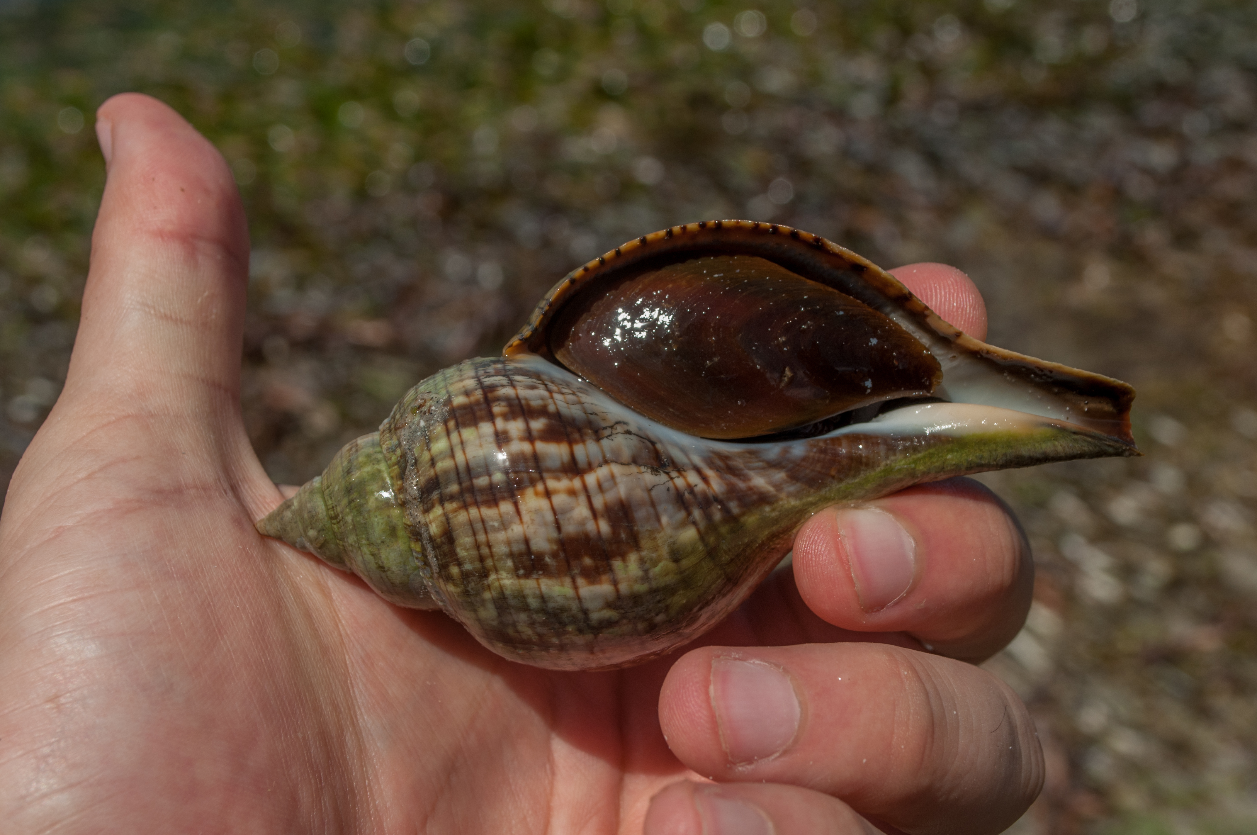 Fasciolaria tulipa (Linnaeus, 1758)