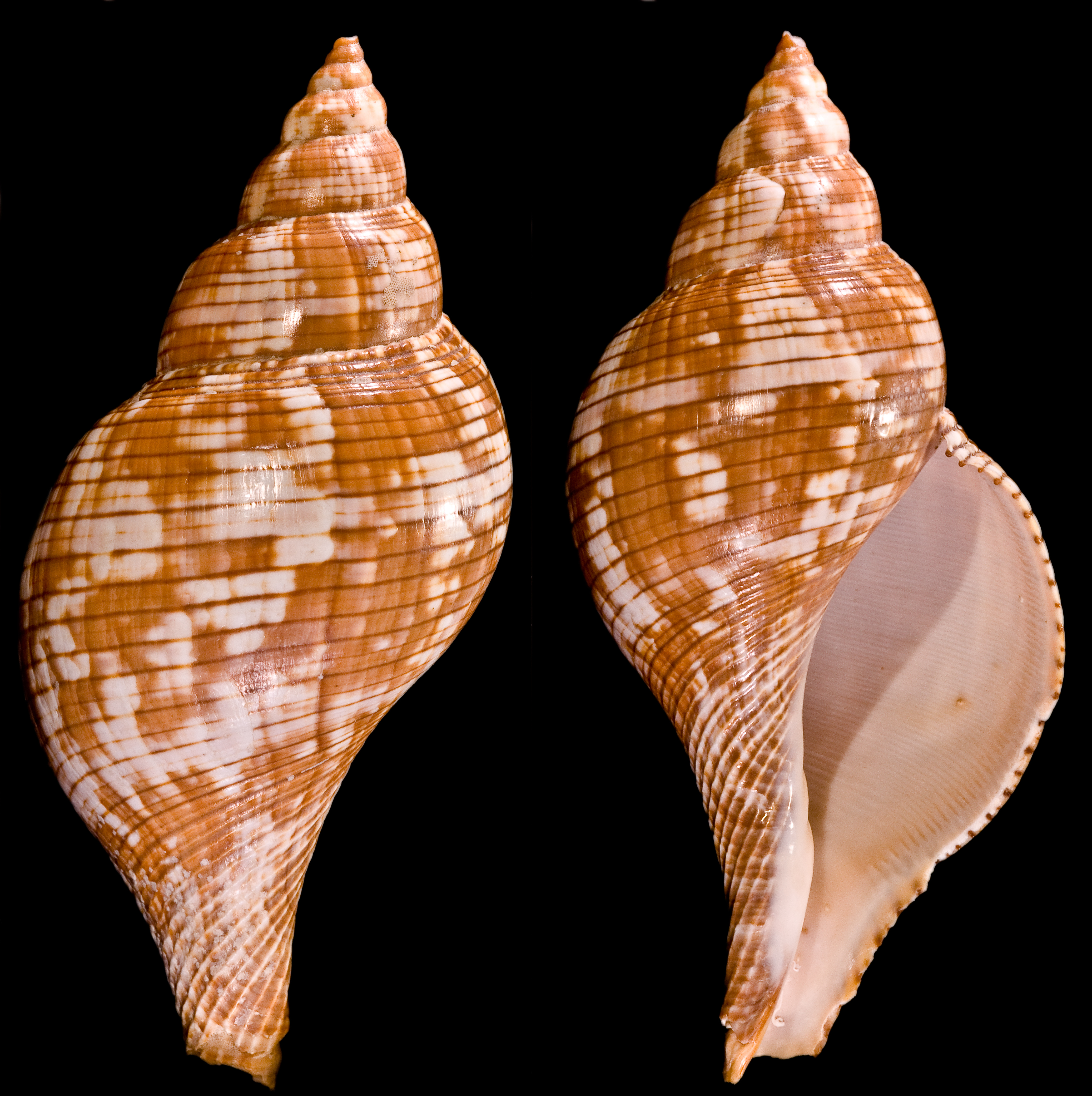 Fasciolaria tulipaProfils
